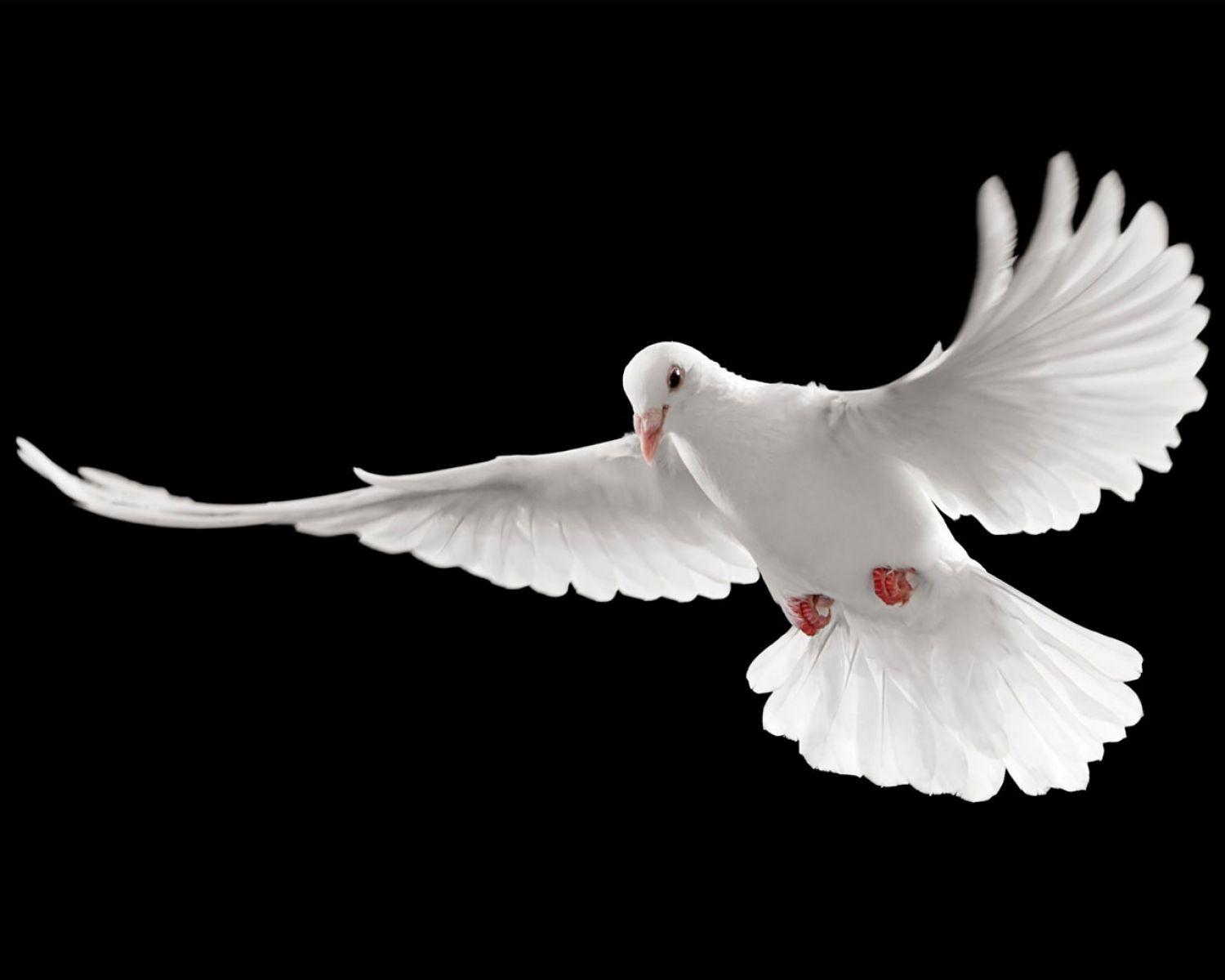 The Absolute Peace Symbol Pigeon Wallpaper. HD Animals and Birds