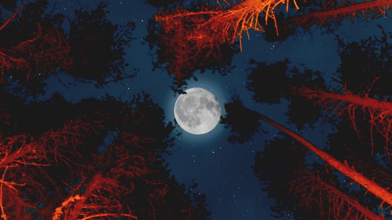 Wallpaper Moon, Night, Forest, Campfire, HD, Photography