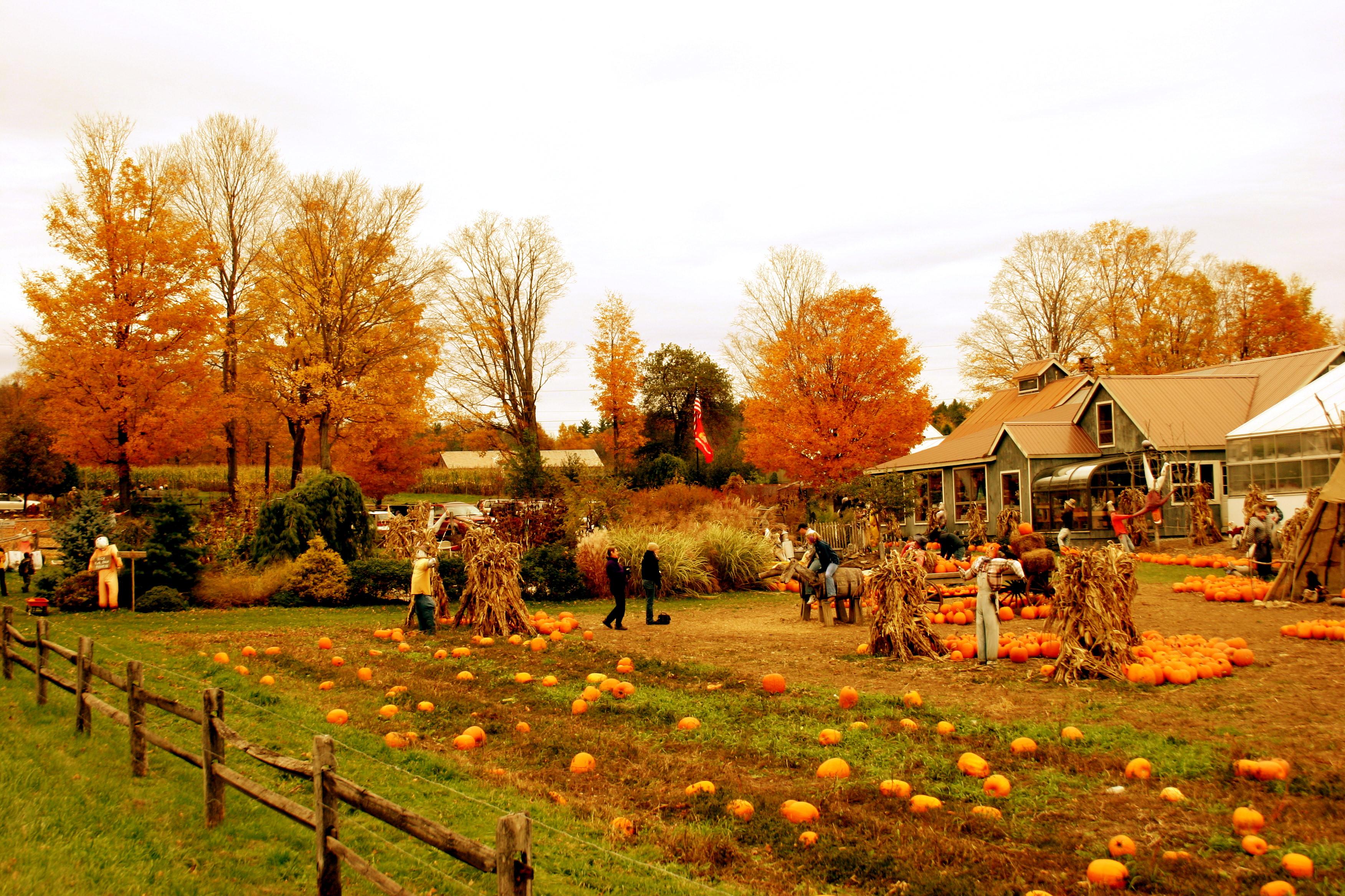 Download Posted in Autumn 2 Tagged fall in vermont pics pumpkin farm
