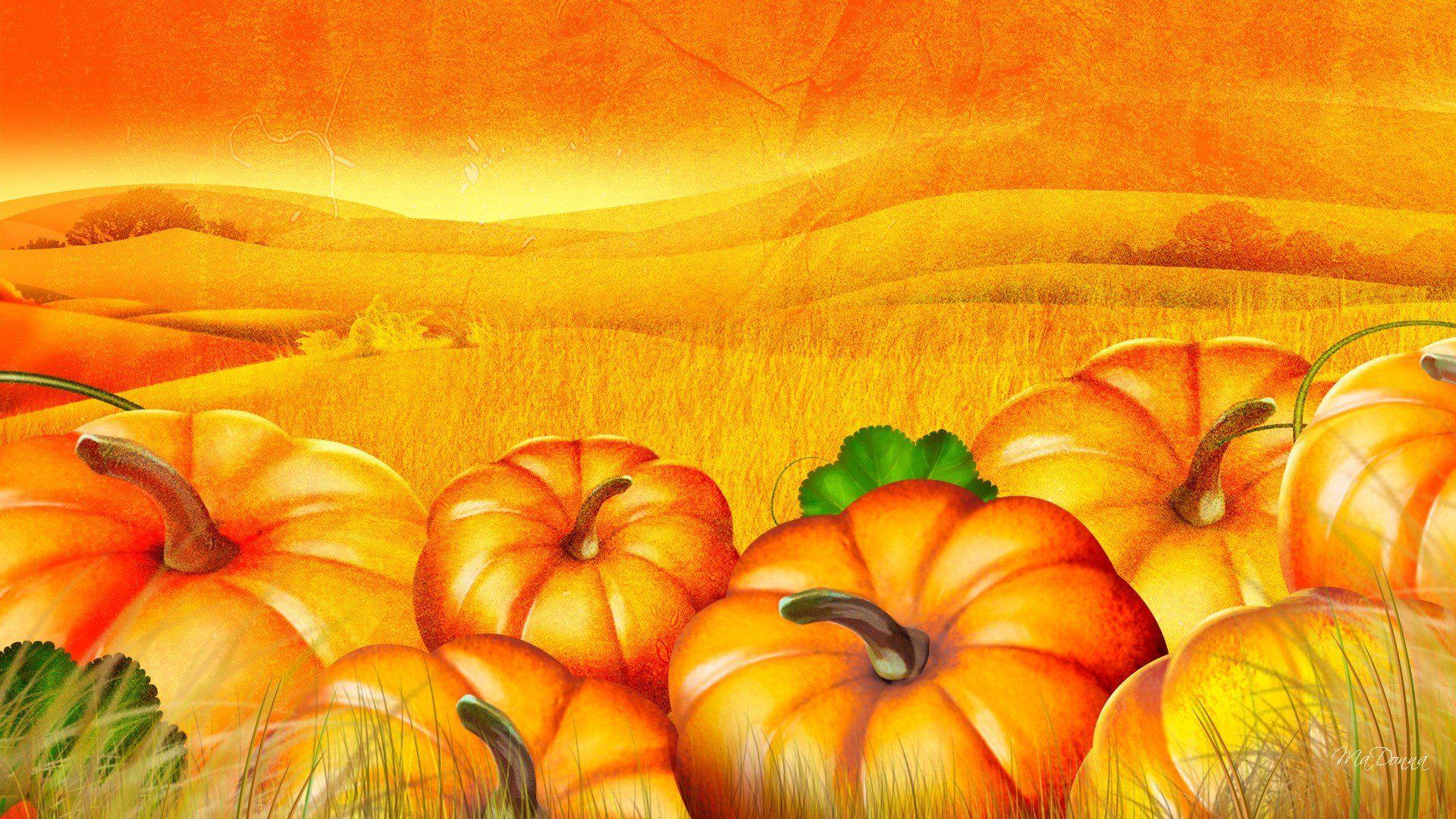 Pumpkin Farm Wallpaper