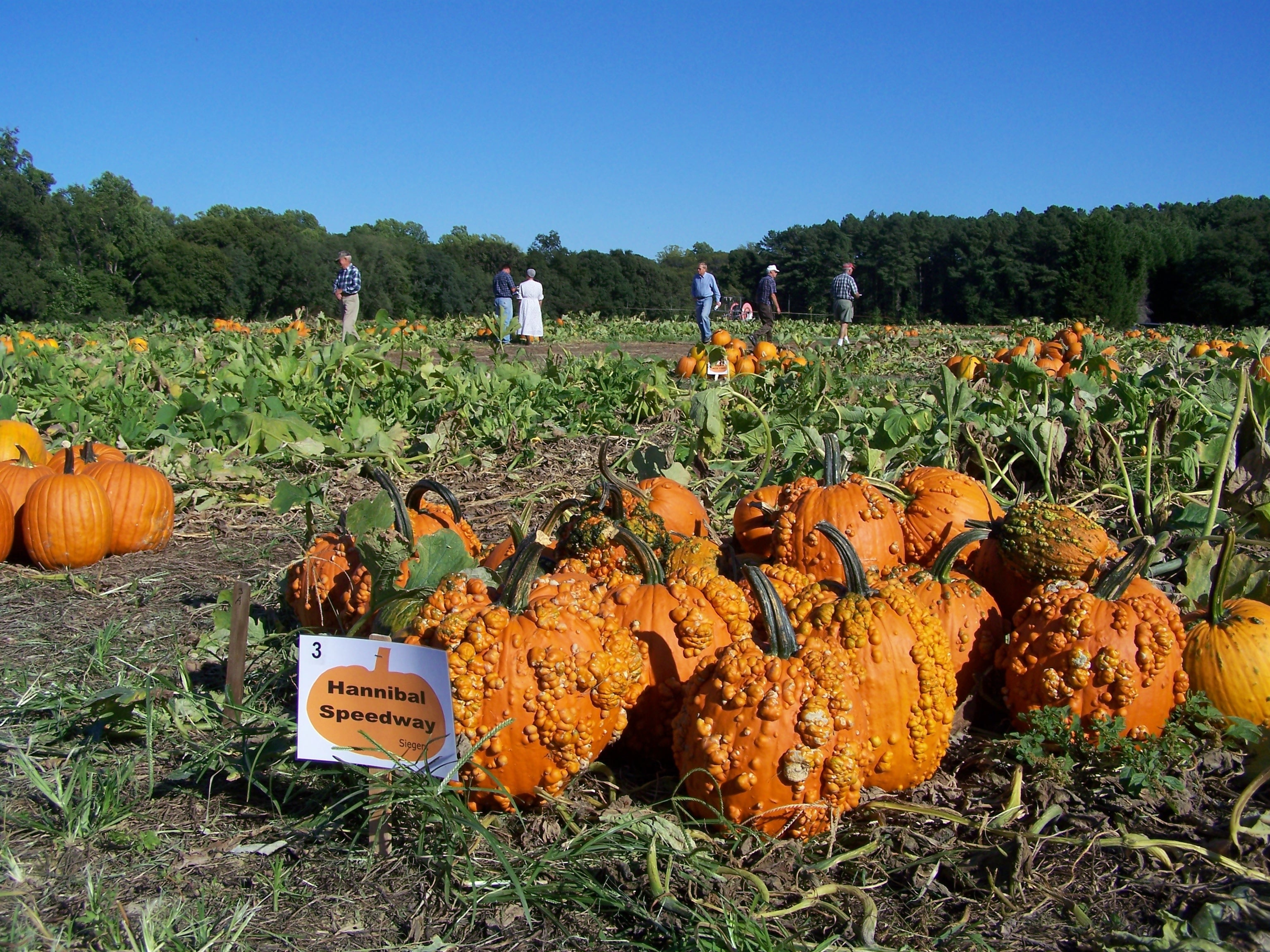 orange pumpkin farm during daytime free image