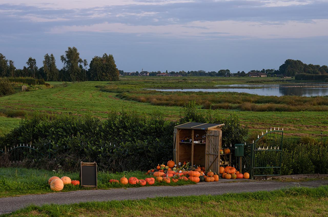 Wallpaper Netherlands De Hoef Nature Pumpkin Grasslands Bush