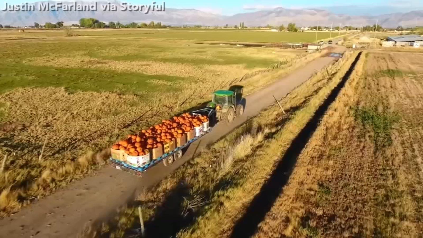 Mesmerizing video captures bustling activity at Utah pumpkin farm