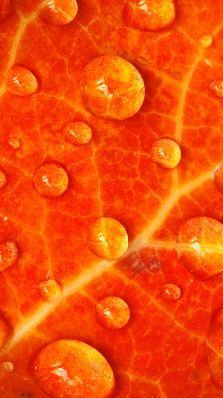 Hãy thưởng thức bộ sưu tập hình nền iPhone cam tuyệt đẹp trên Wallpaper Cave! Với các mẫu hình nền trong tông màu cam sáng, điện thoại của bạn sẽ trở nên tươi sáng và nổi bật hơn bao giờ hết. Nhấn vào hình và khám phá ngay thôi!