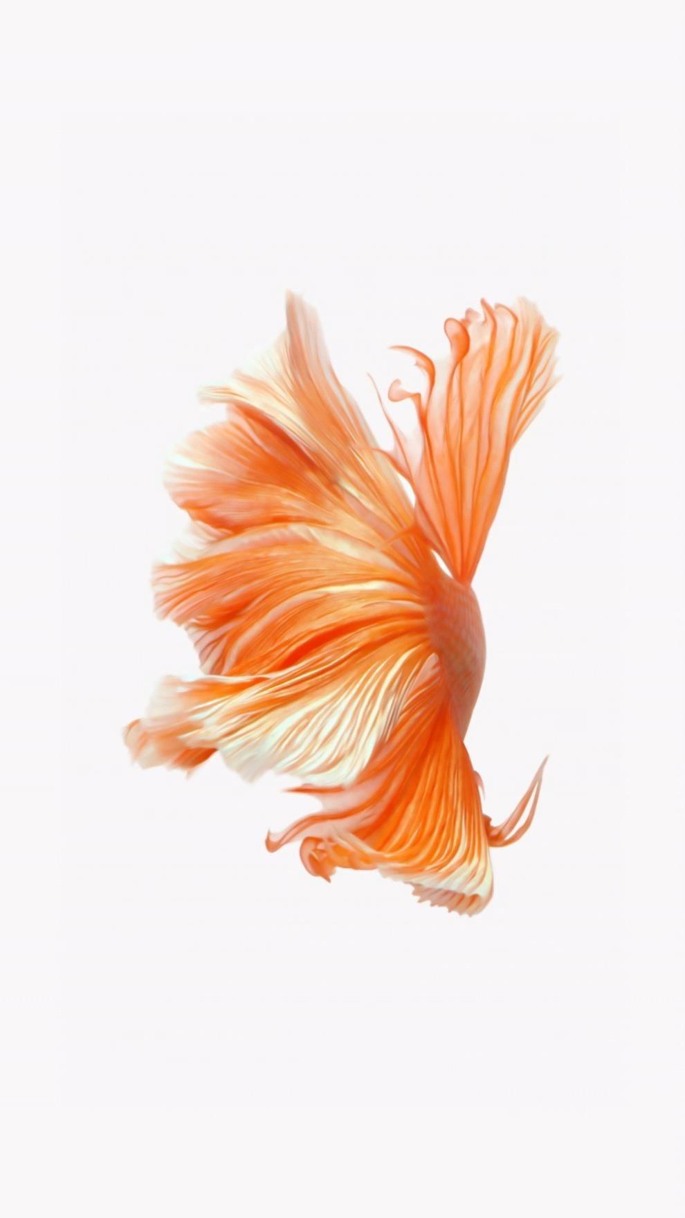 How to Get Apple's Live Fish Wallpapers Back on Your iPhone