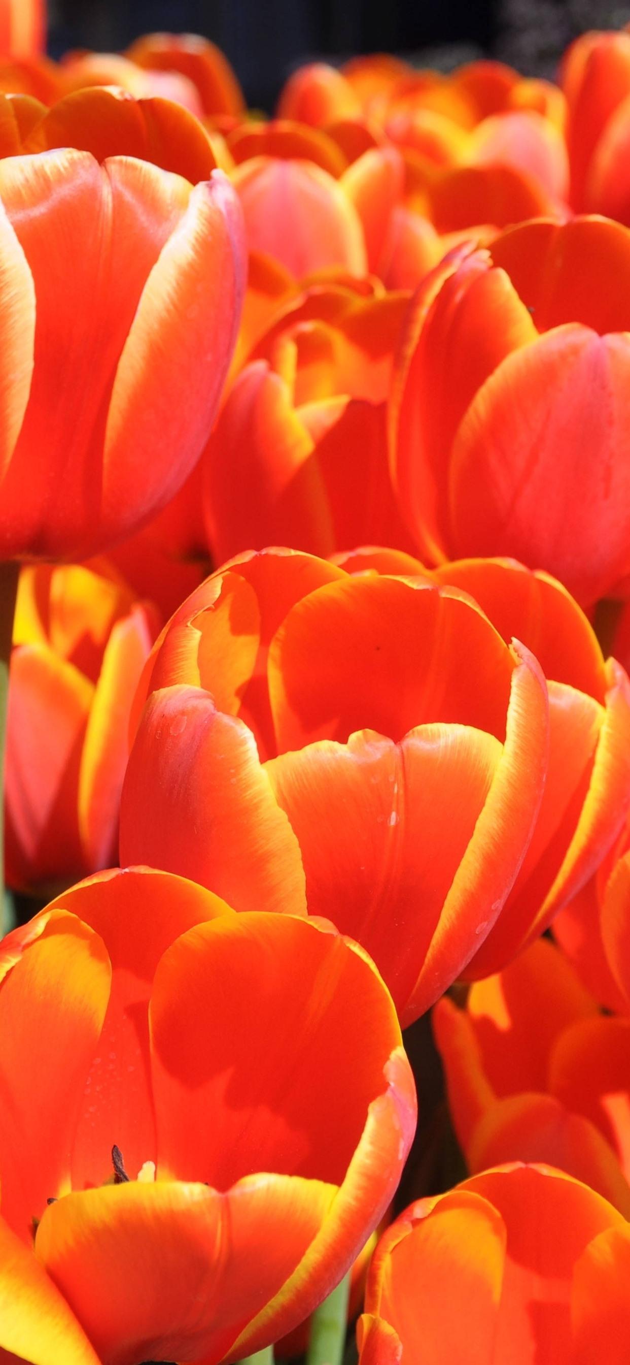 Orange tulips, beautiful flowers 1242x2688 iPhone XS Max wallpaper