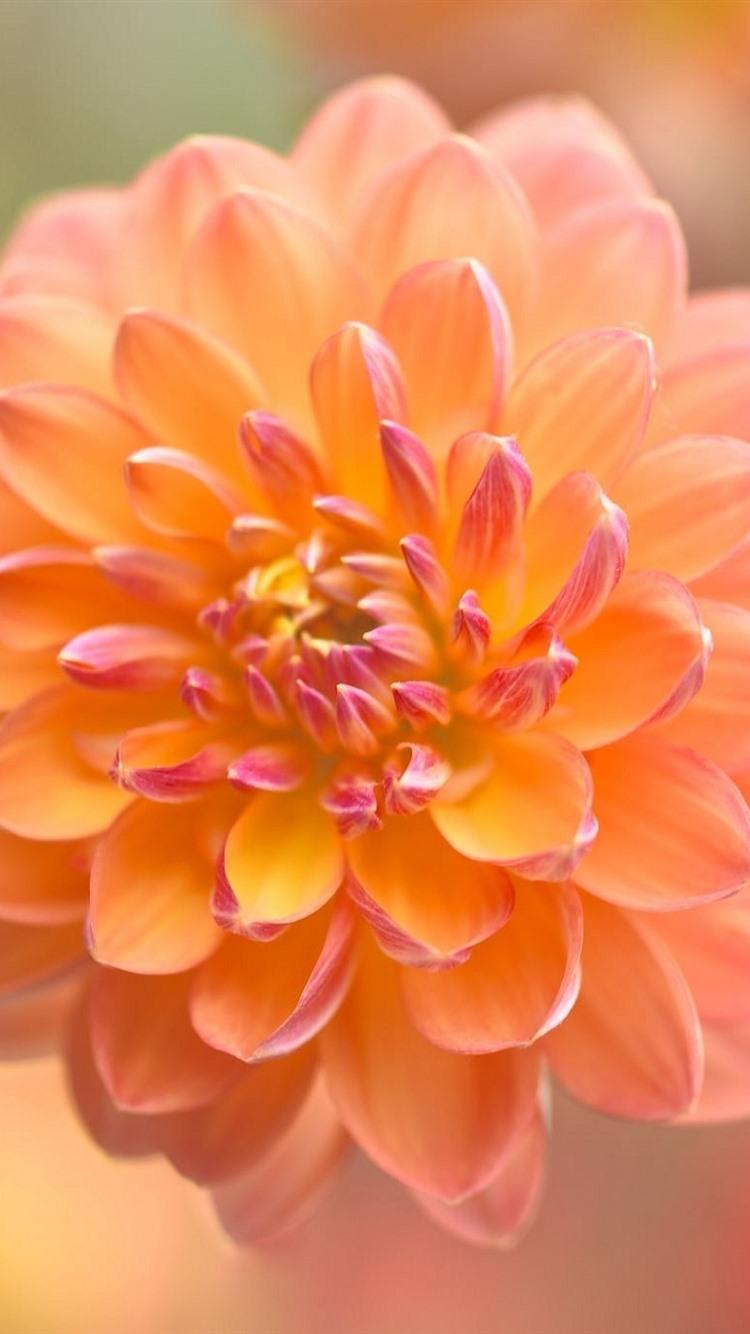 Orange Dahlia, Flower Close Up, Blurry Background 750x1334 IPhone 8