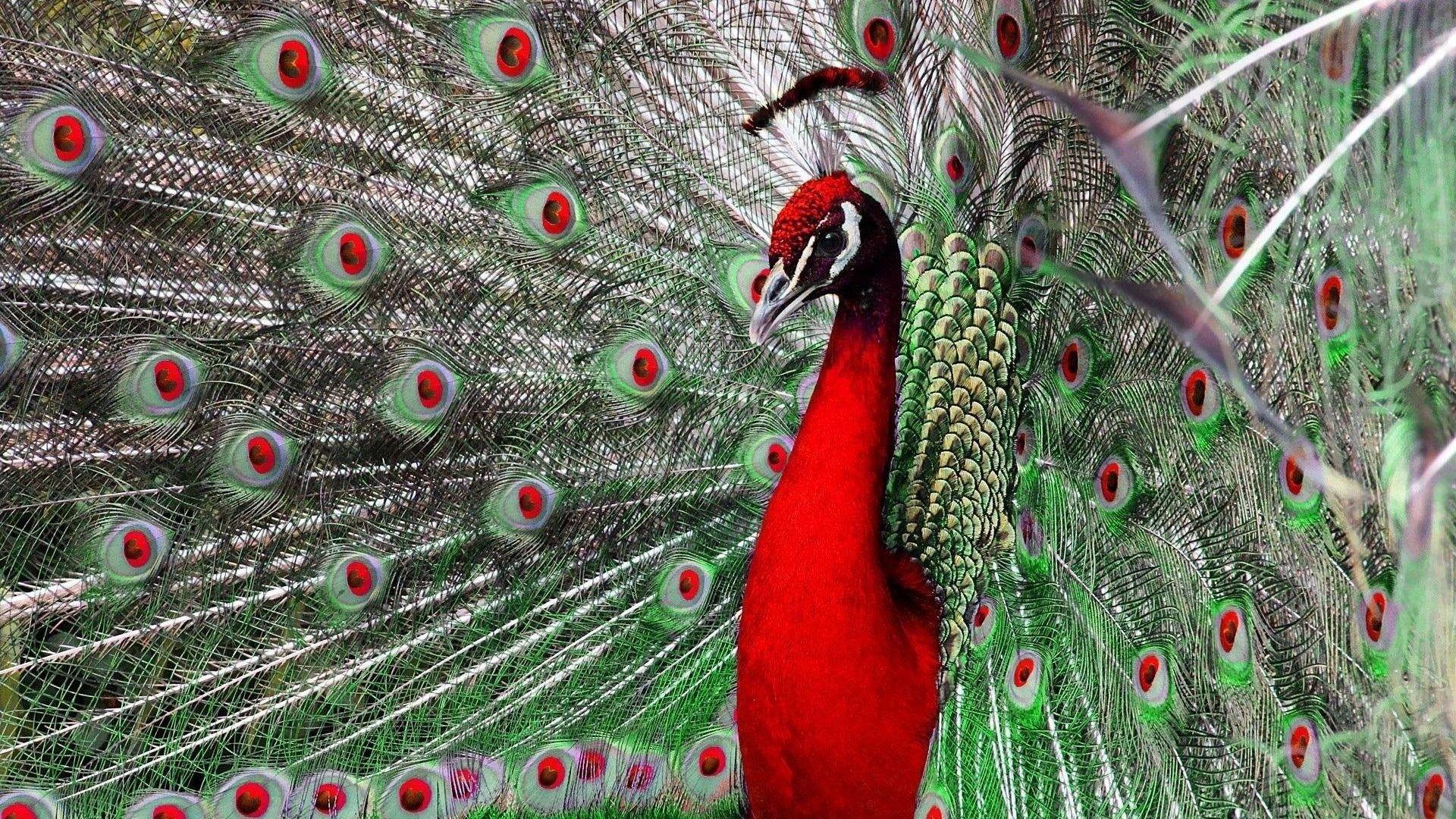 Red Peacock Wallpaper HD. Wallpaper. Peacock bird, Peacock