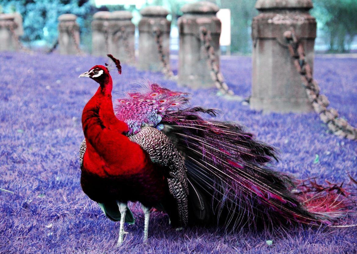 Red peacock.I REALLY want this bird on my farm!!!!. Peacocks