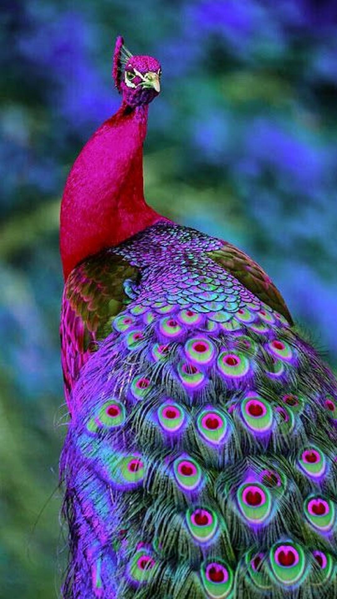 Colorful Peacock Wallpaper iPhone 3D iPhone Wallpaper