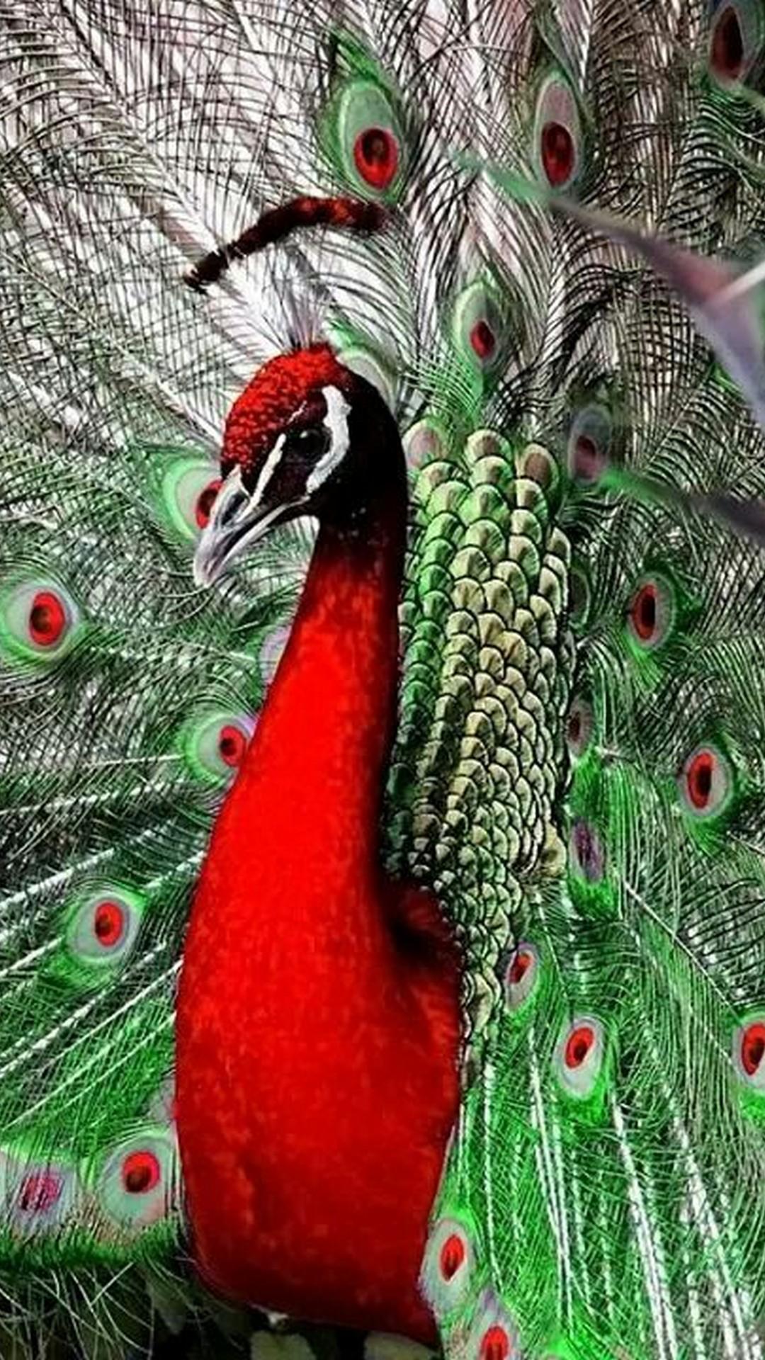 Red Peacock Wallpapers - Wallpaper Cave