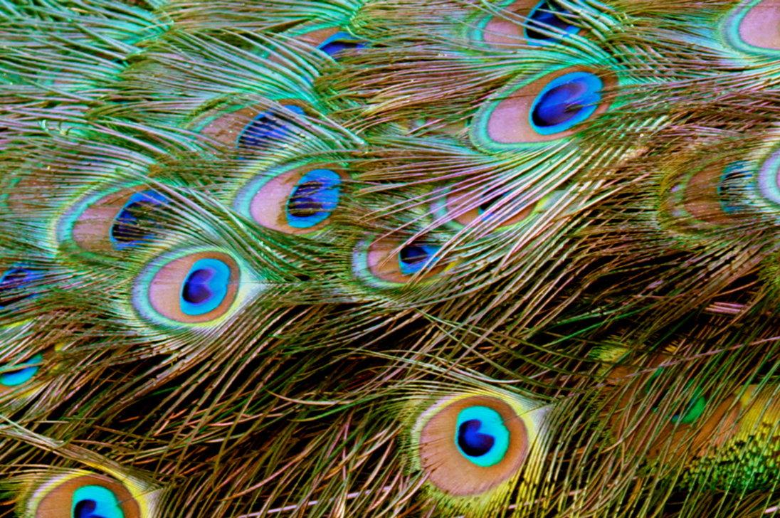 Peacock Feathers Wallpaper