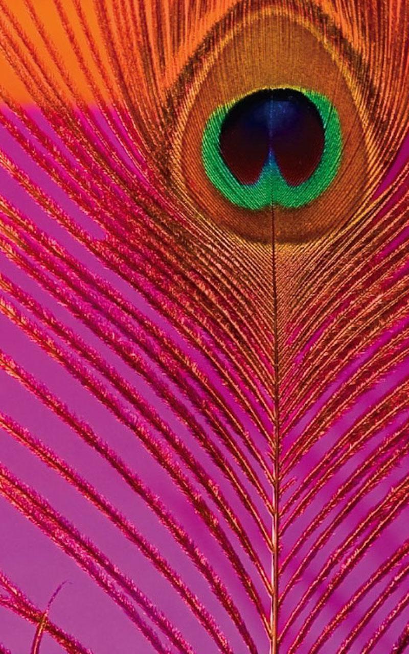 HD Peacock Feather Wallpaper for Android