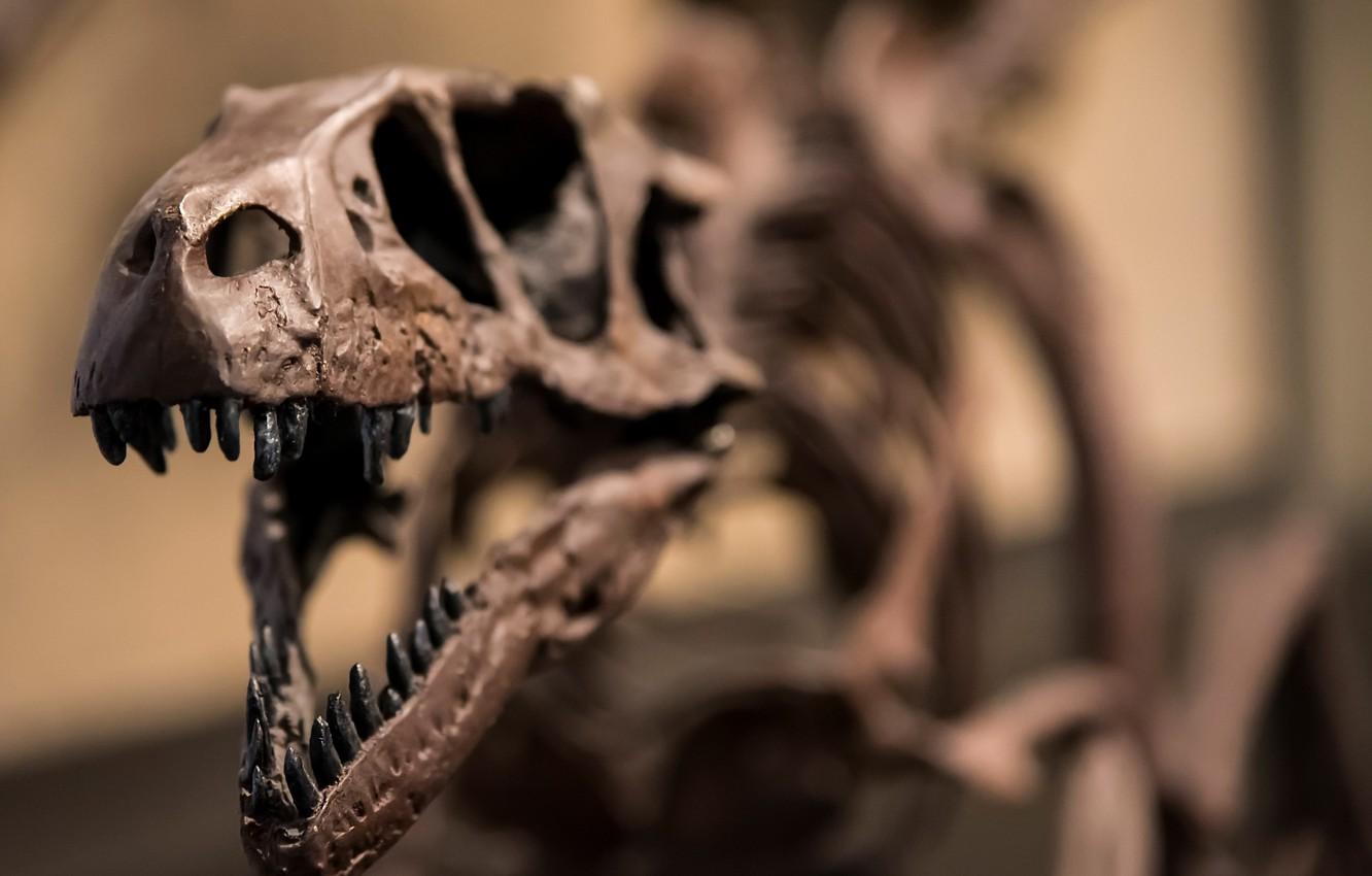 Wallpaper skeleton, raptor, dinosaur, Jurassic image for desktop
