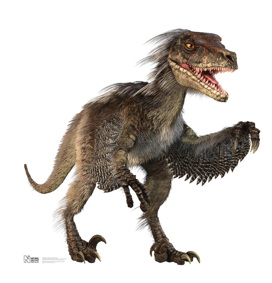 Velociraptor Picture & Facts Dinosaur Database