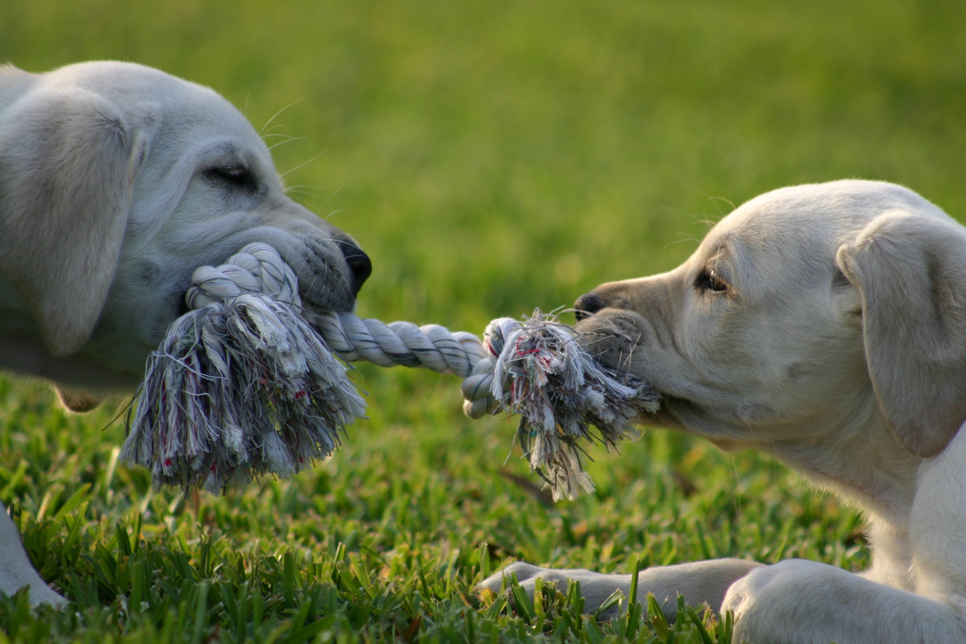 Puppies playing tug of war HD Wallpaper. Background Image