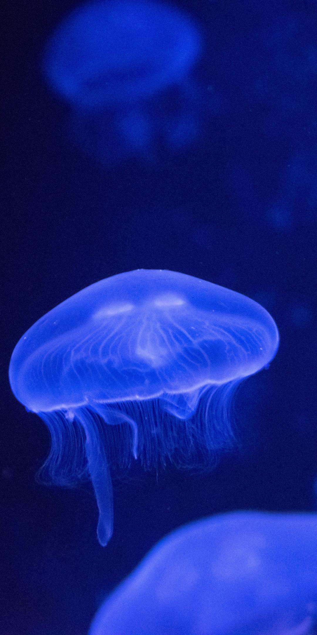 Download 1080x2160 wallpaper underwater, glow, jellyfish, honor 7x
