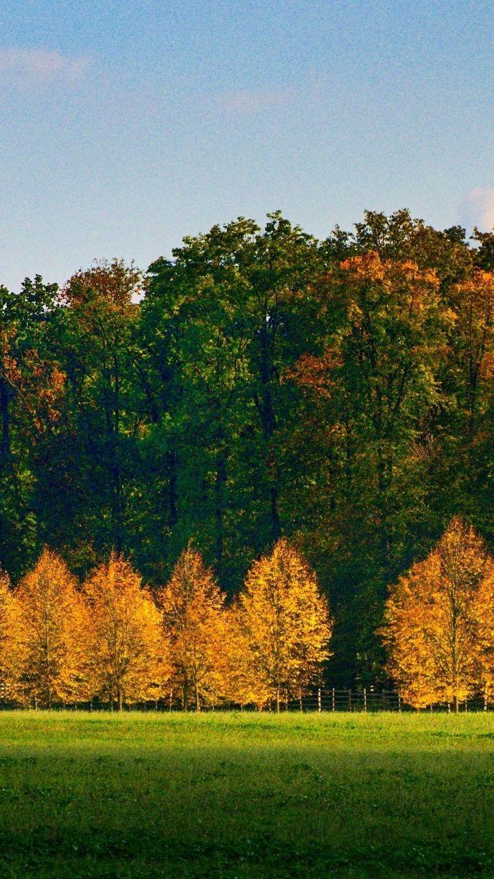 Autumn, tree, nature, beautiful, sunny day, 720x1280 wallpaper