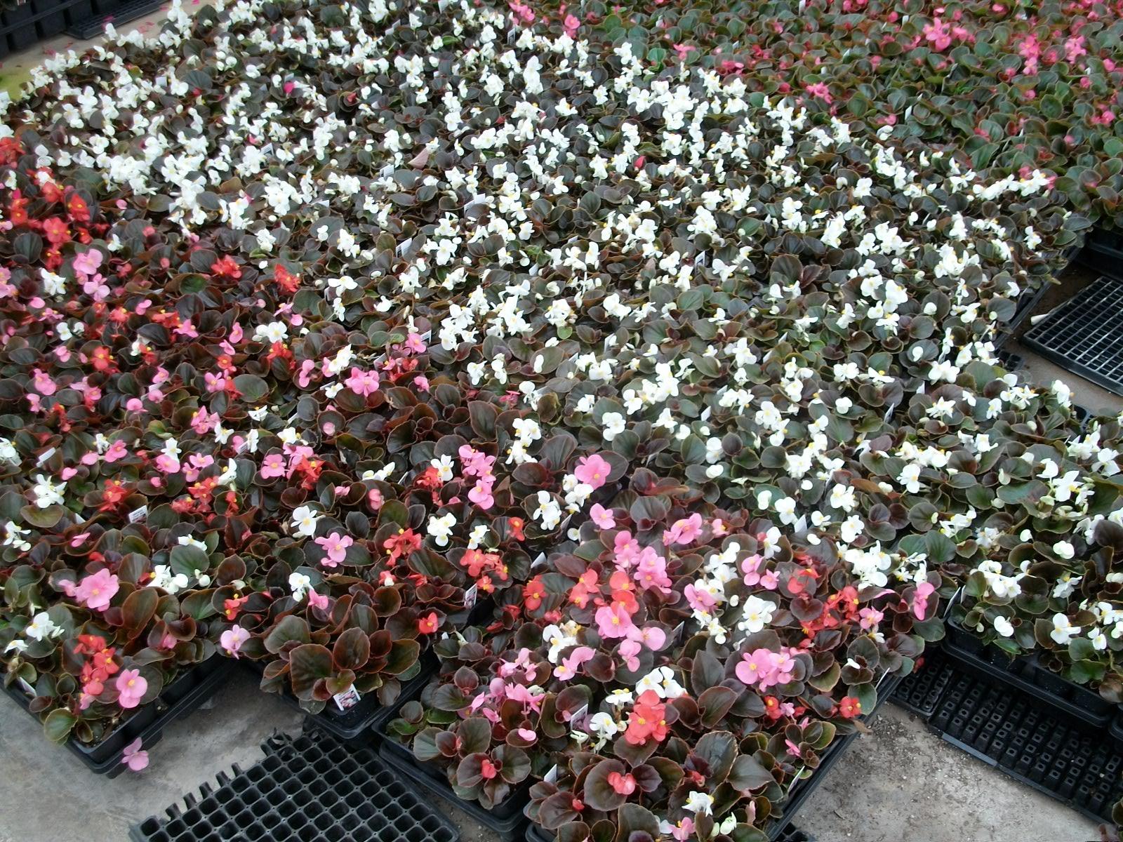 Bronze White Begonia Wholesale Plants