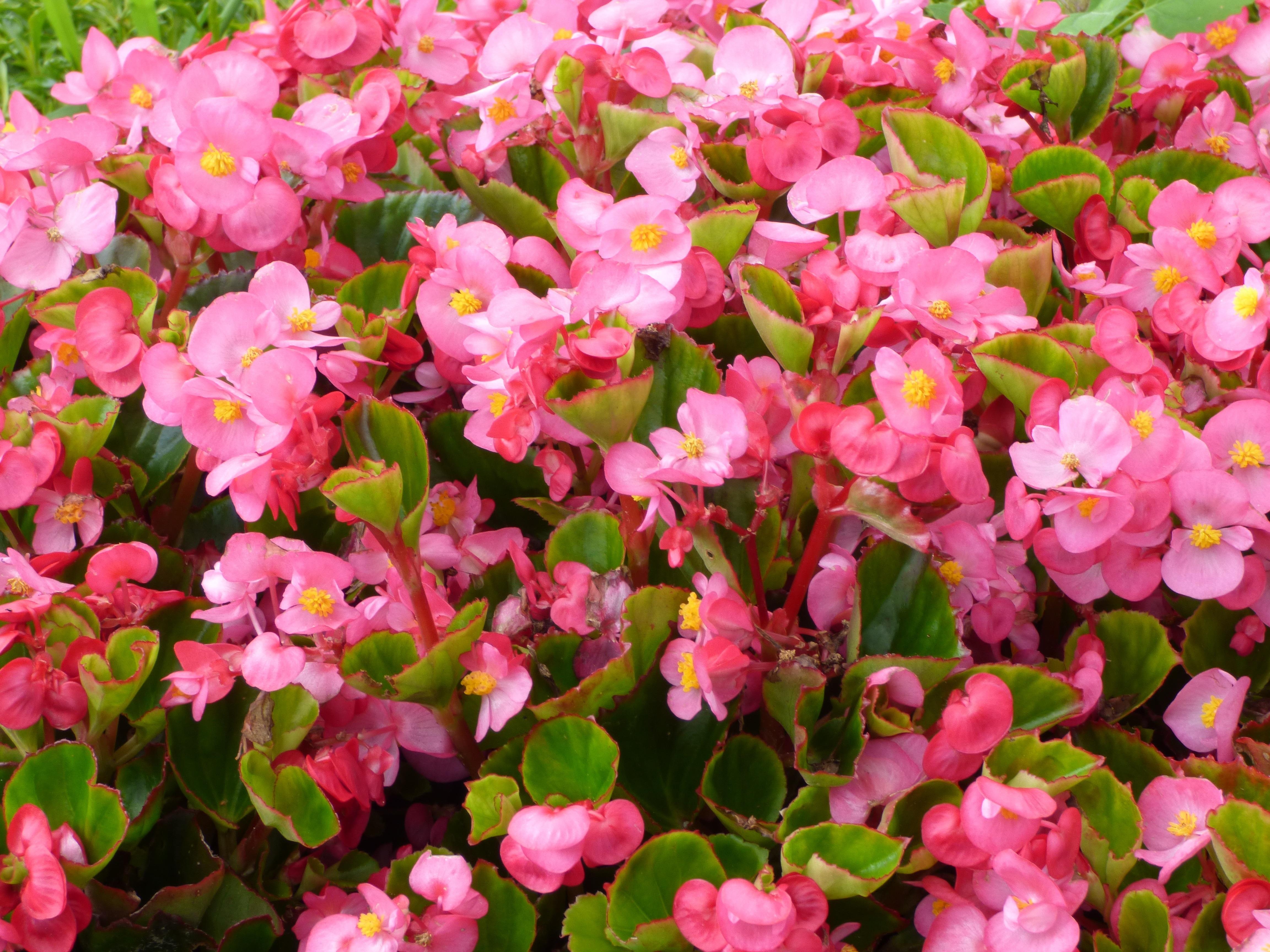 pink begonias free image