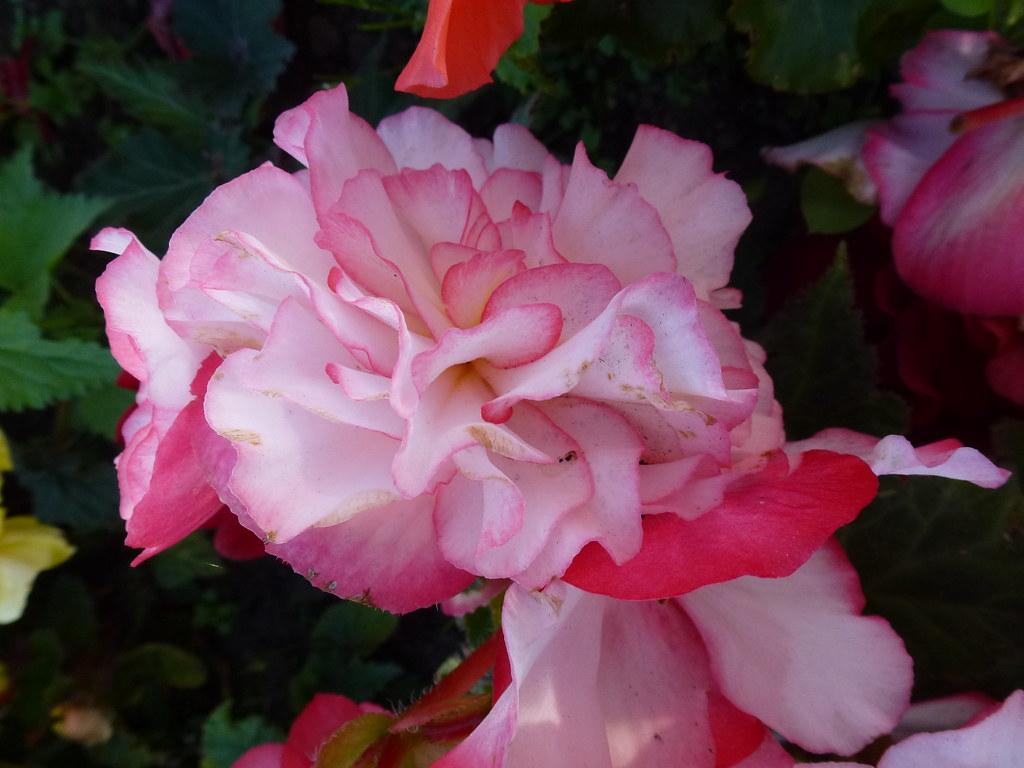 Pink Begonias !. Summer Flowers Plant Pink White Outdoors P