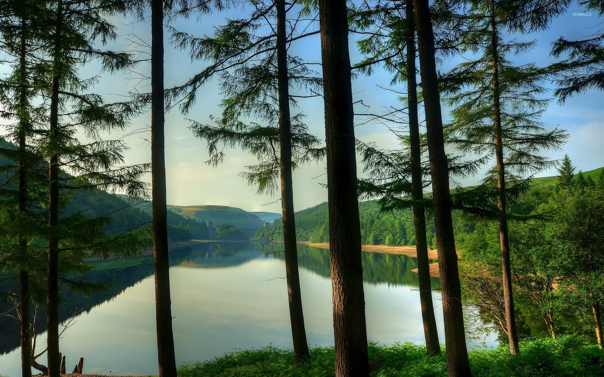 Tall trees by the lake wallpaper wallpaper