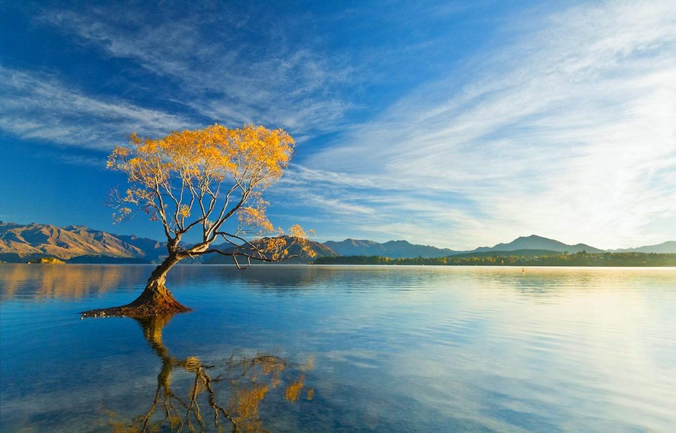 New Zealand Photo. Willow Tree, Lake Wanaka, NZ