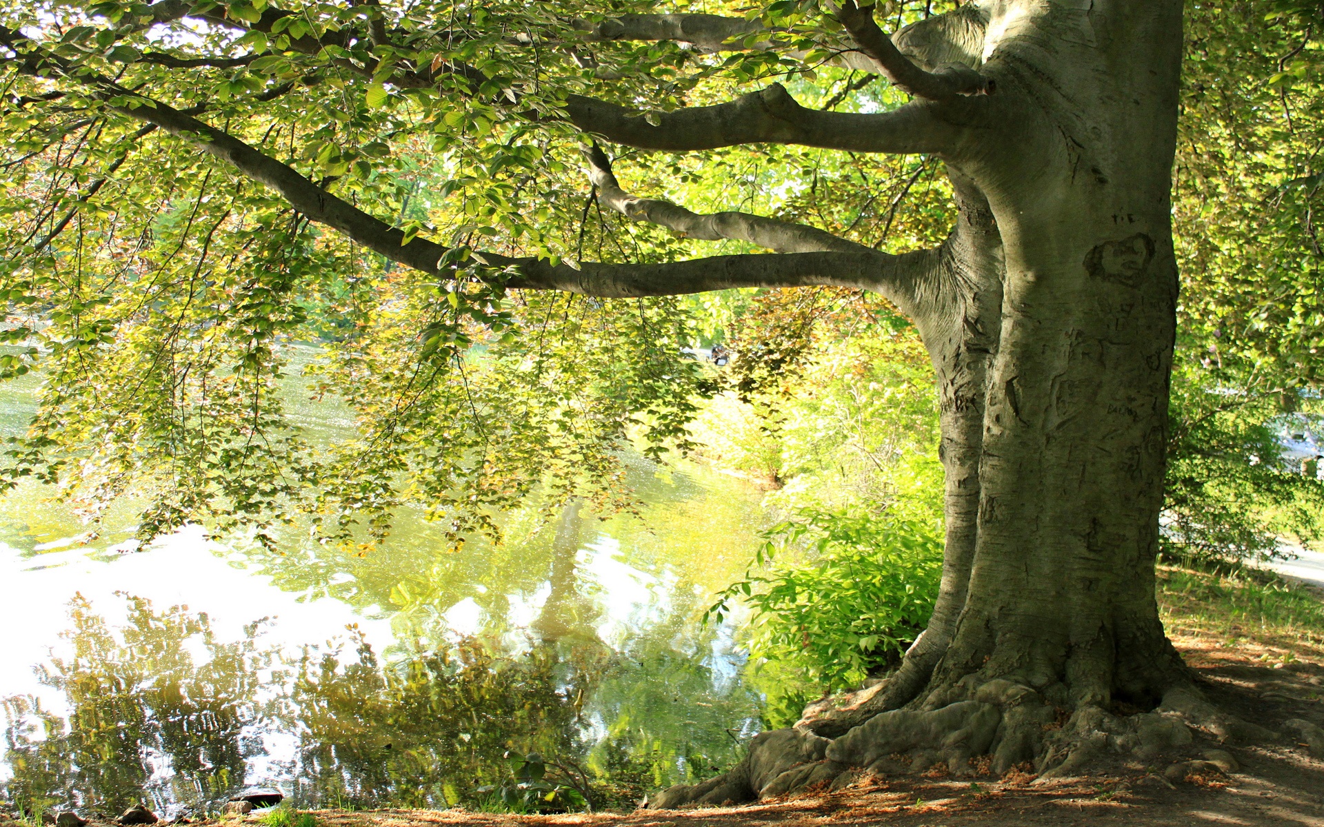 Wallpaper Summer, under big tree, lake 1920x1200 HD Picture, Image