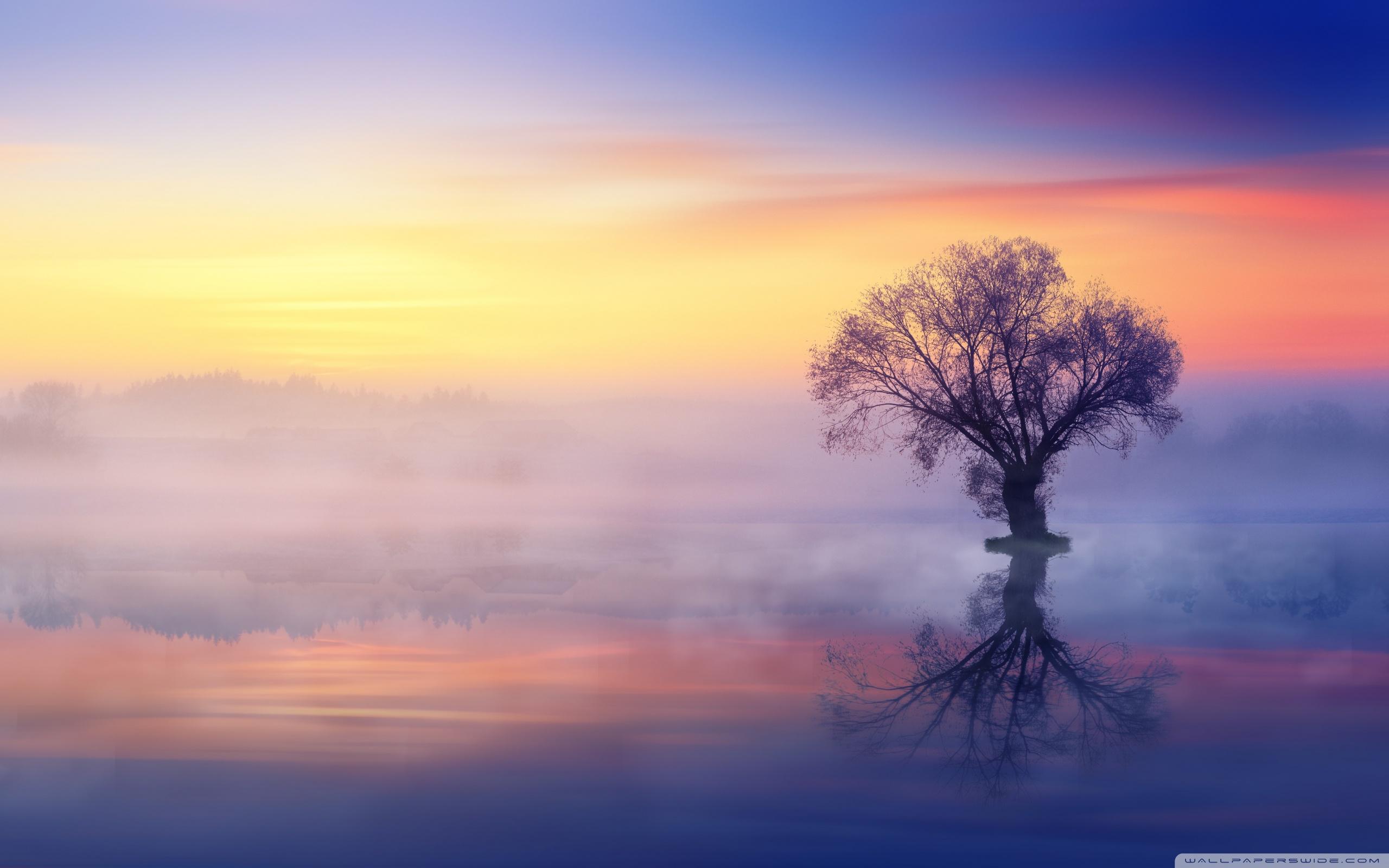 Single Tree, Mist Over Lake ❤ 4K HD Desktop Wallpaper for 4K Ultra
