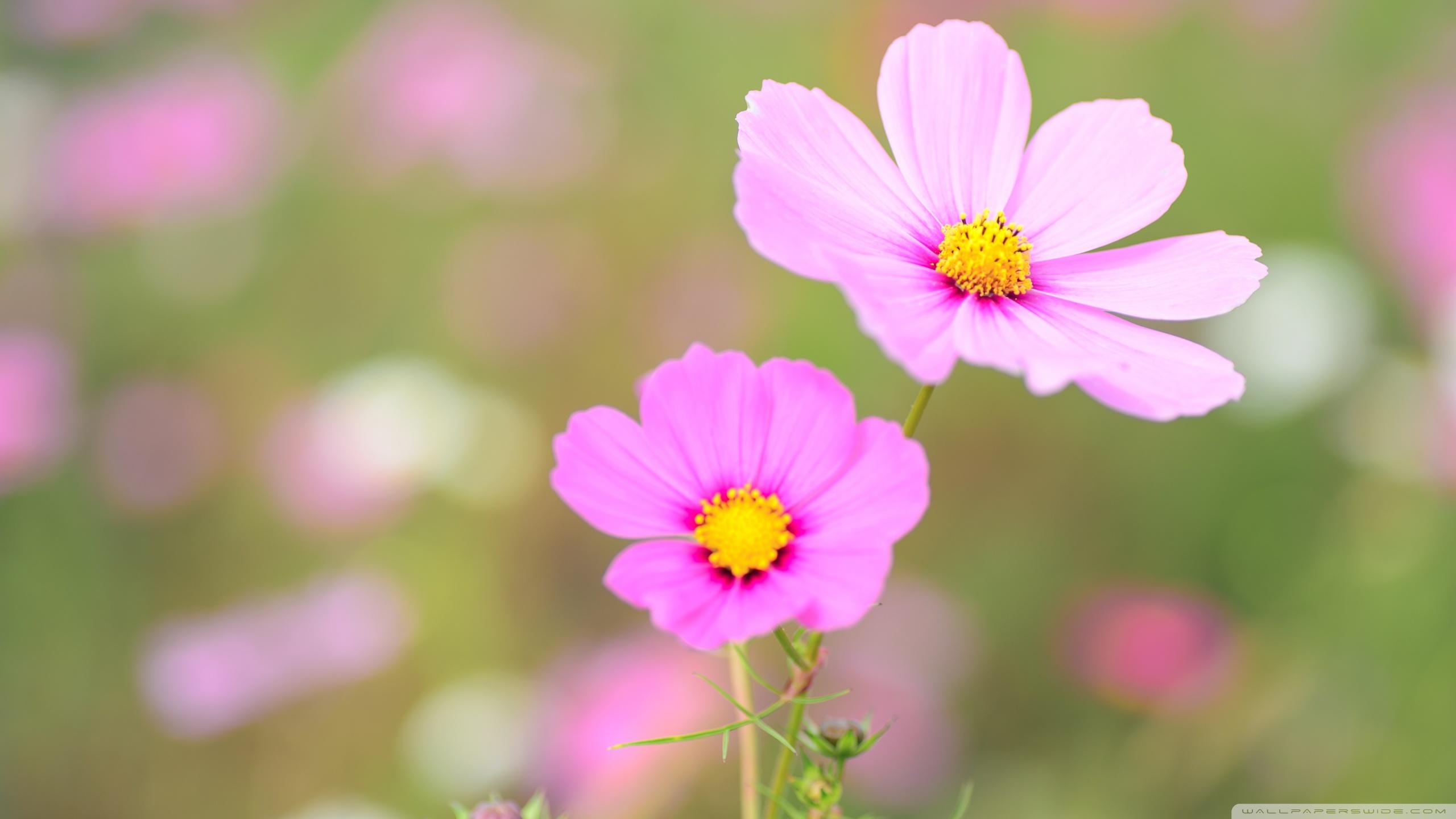 Pink Cosmos Flowers ❤ 4K HD Desktop Wallpaper for 4K Ultra HD TV