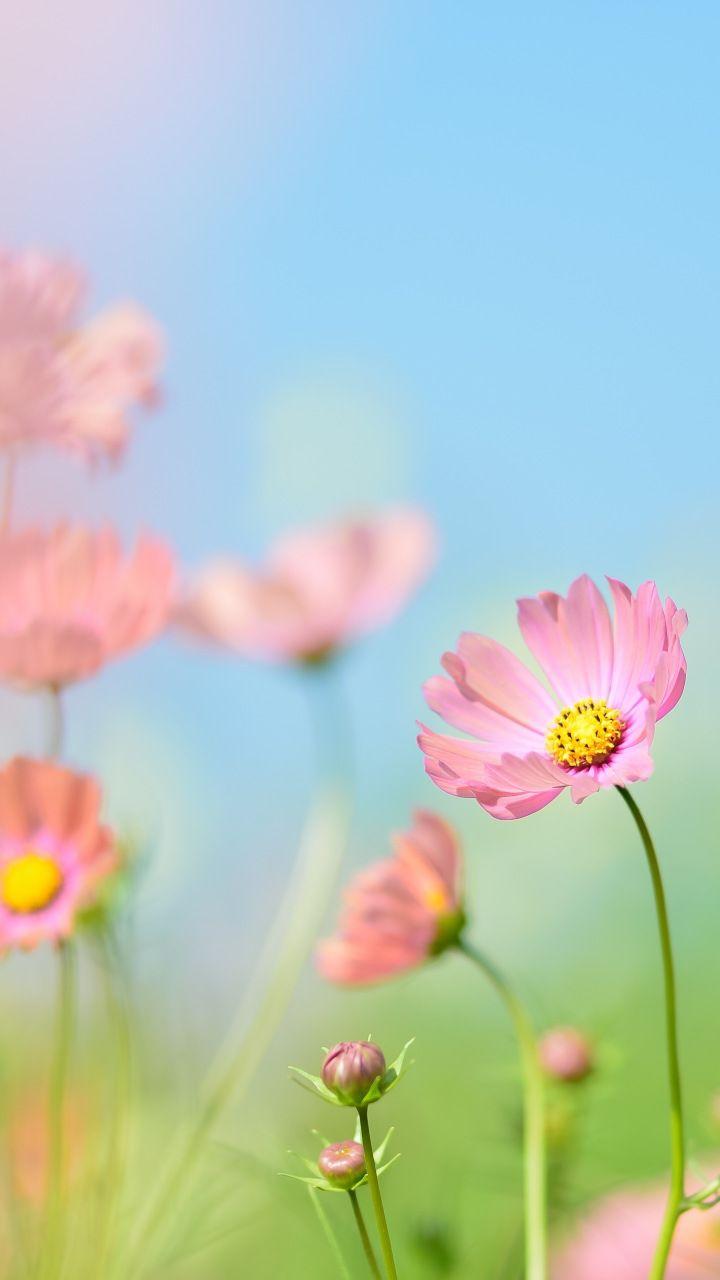 Pink cosmos, flowers, meadow, plants, blur, 720x1280 wallpaper