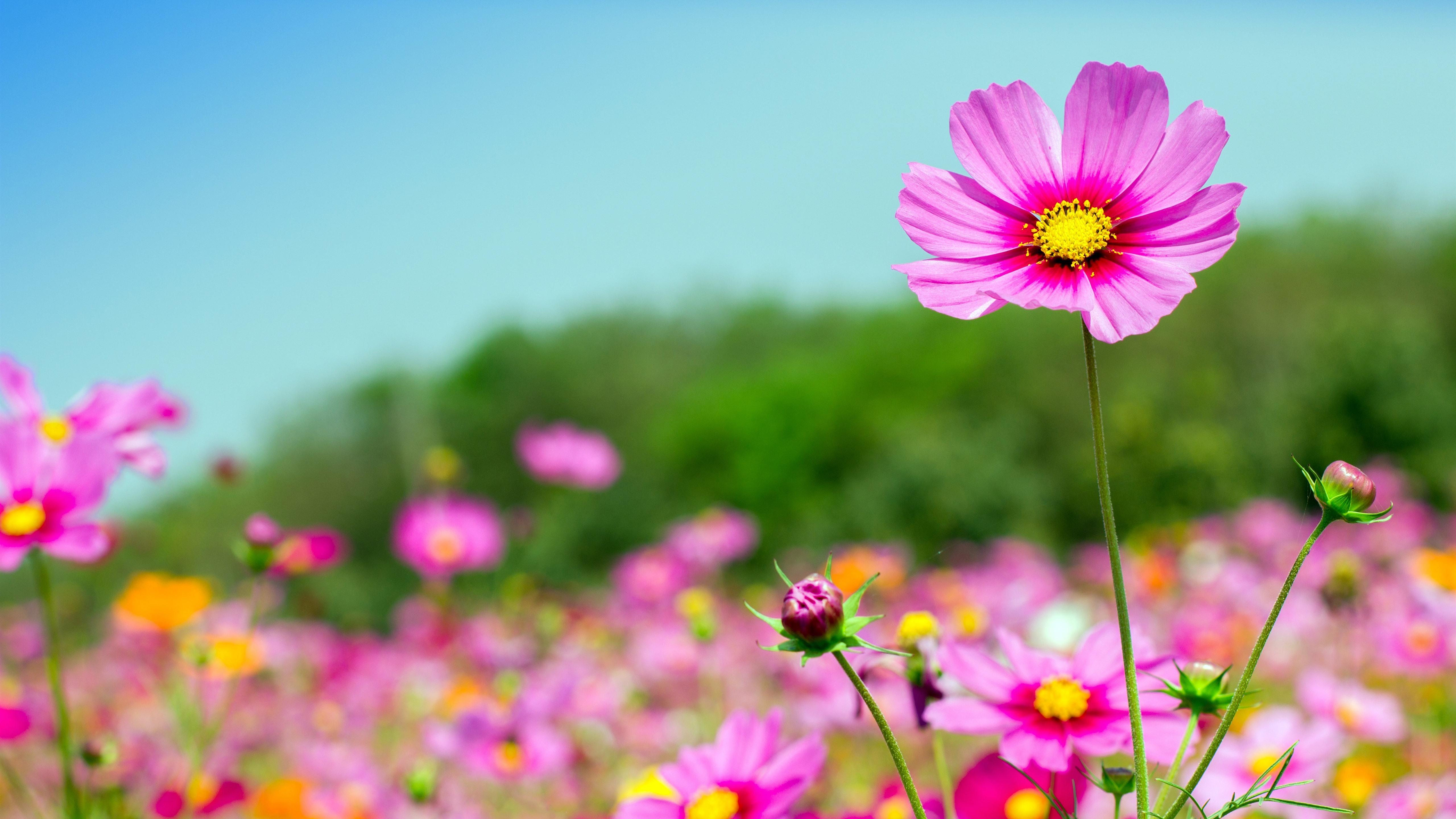 Wallpaper Pink cosmos flowers, summer 5120x2880 UHD 5K Picture, Image