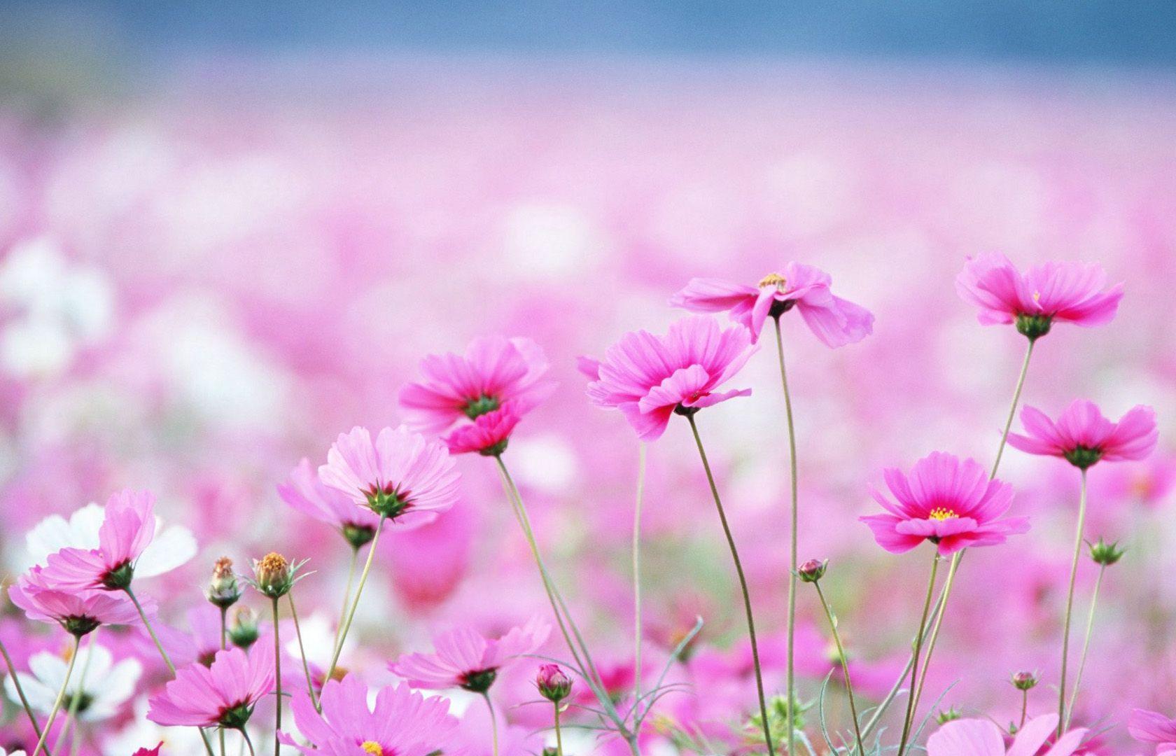 Best Pink cosmos closeup hot pink flower Wallpaper (8 + Image)