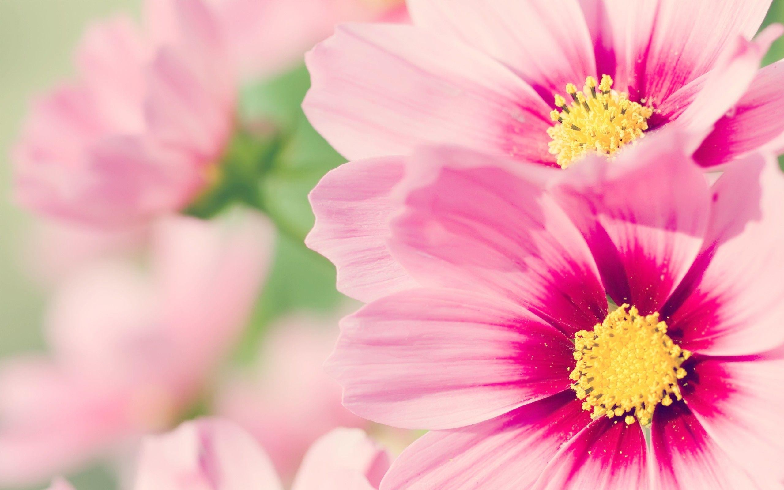 Pink Flower Wallpaper Picture For Desktop Wallpaper. Floral. Cute