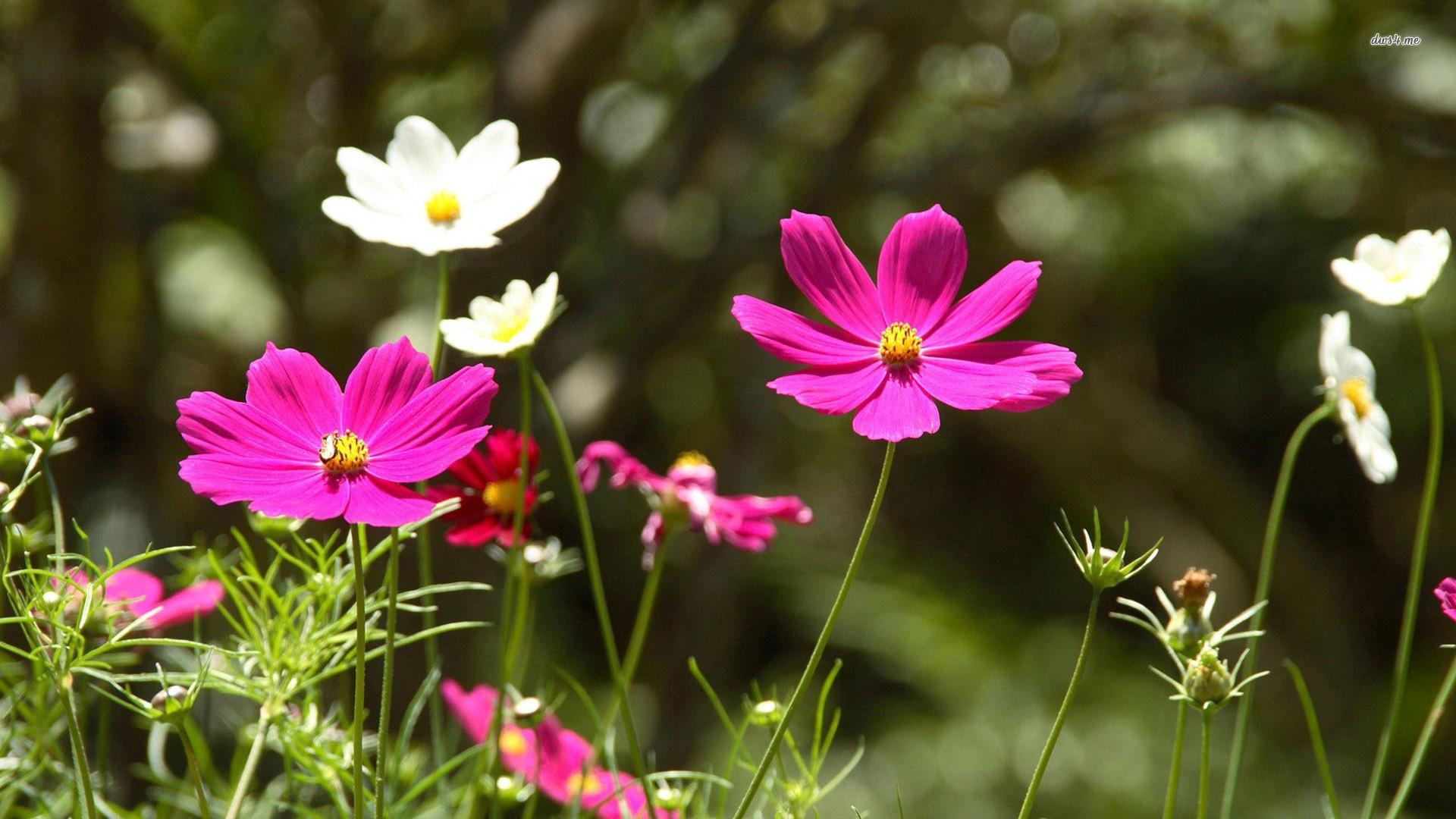Pink and white cosmos wallpaper wallpaper