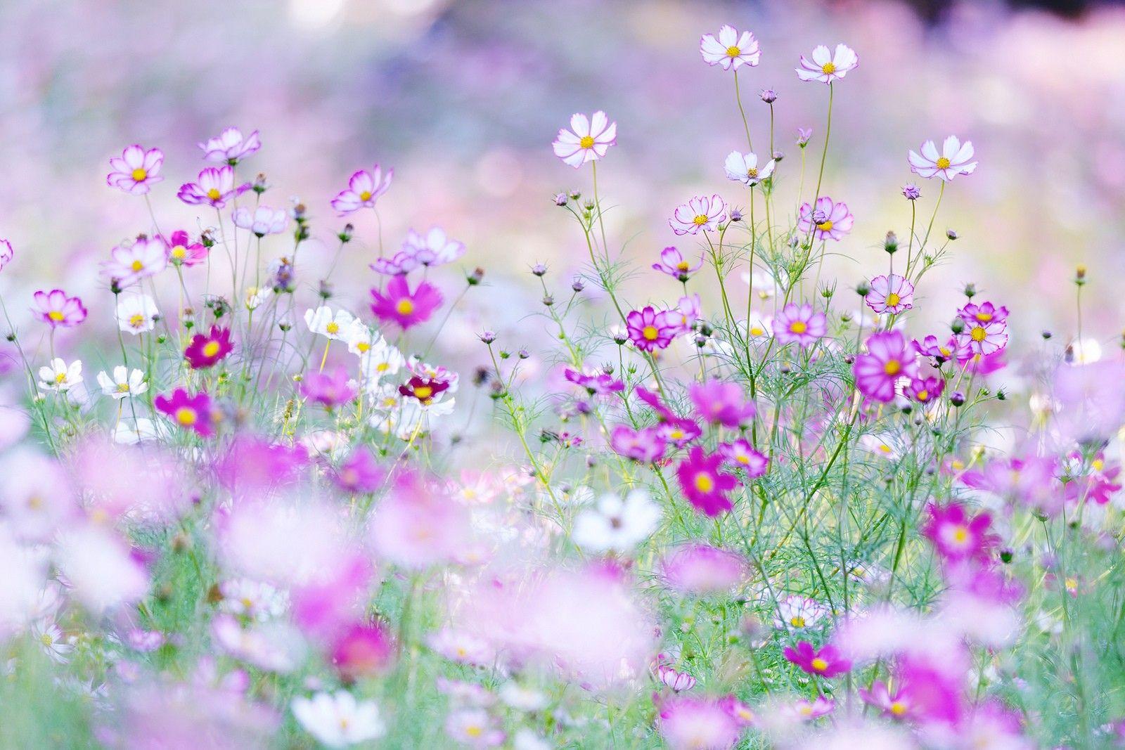 Cosmos Flowers Wallpapers - Wallpaper Cave