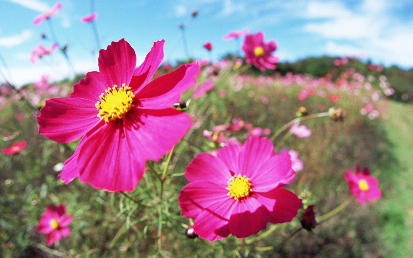 Cosmos Close Up Photo Flowers Photps Wallpaper