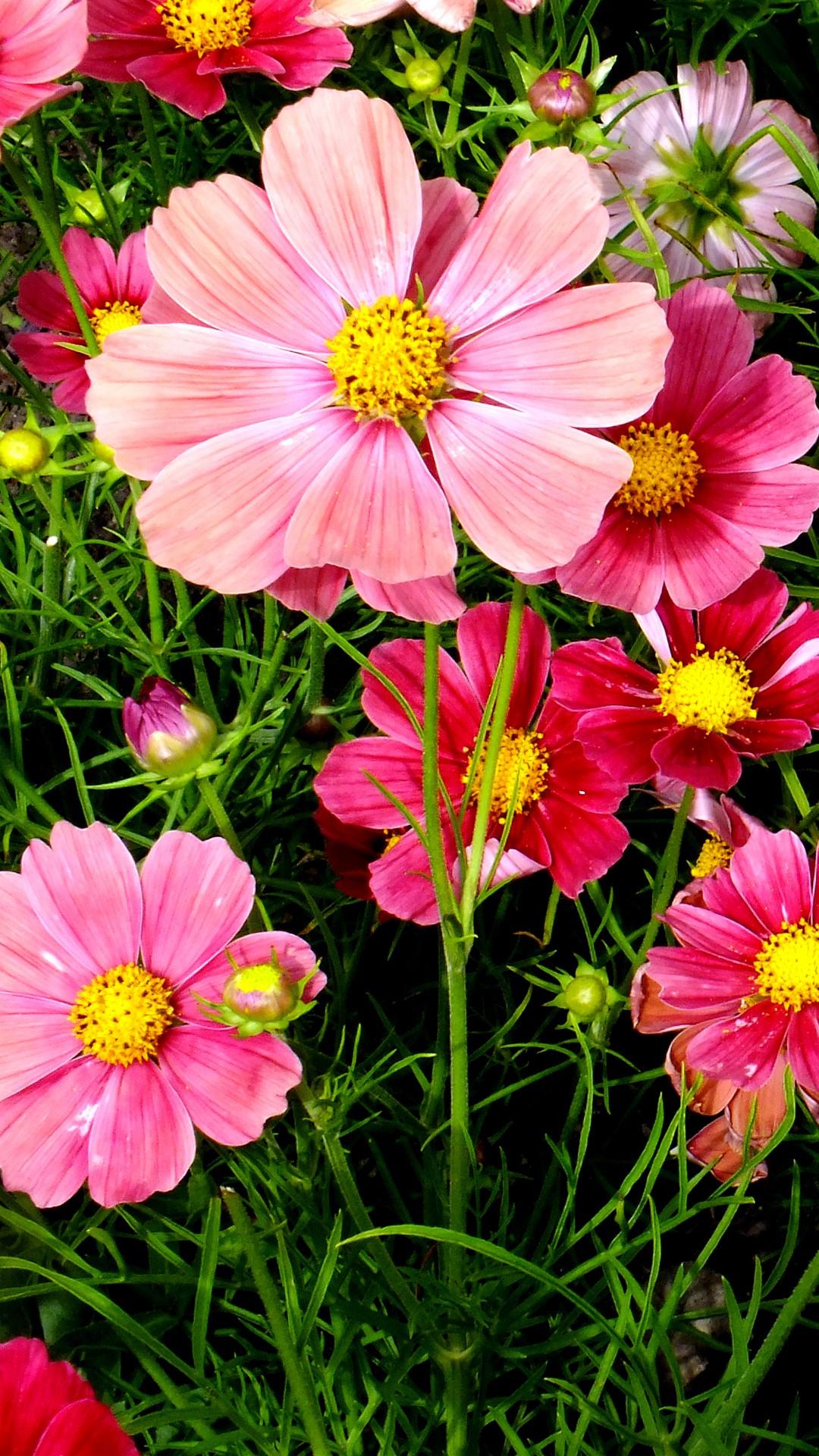 Pink Cosmos Flowers Wallpaper