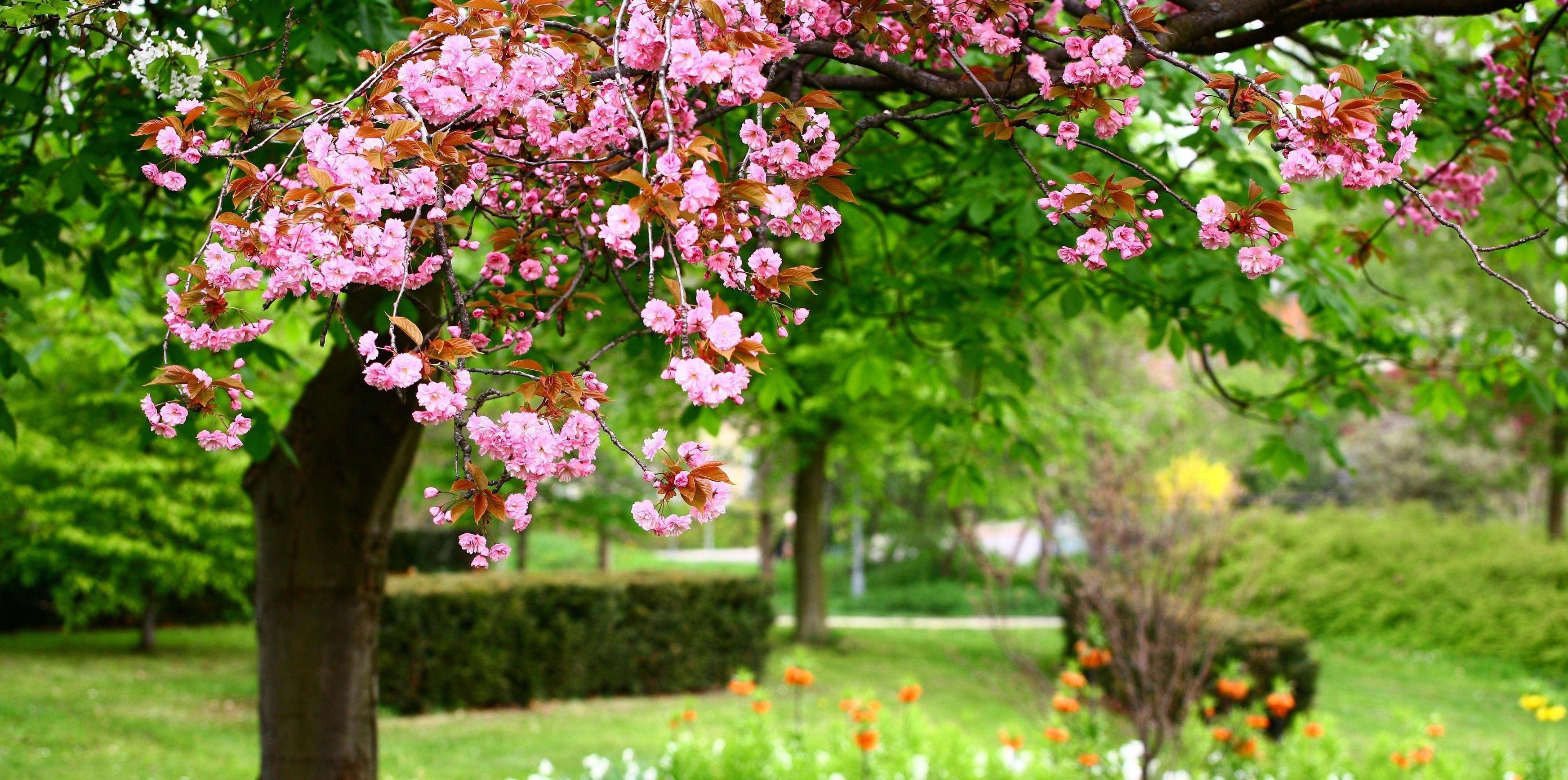blooming garden Flowers Nature Background Wallpaper on. HD
