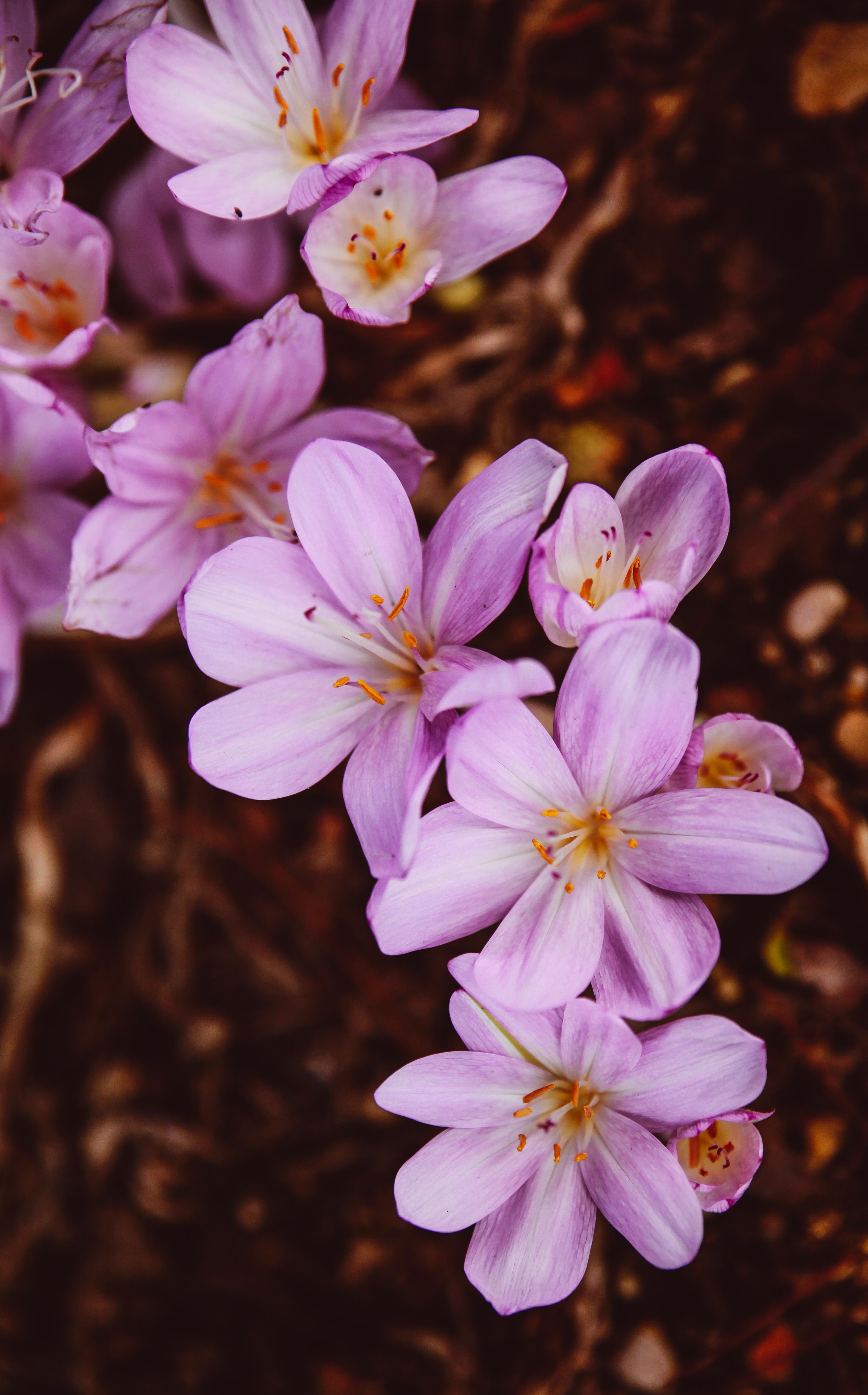Crocus Vernus Flower Blooming Garden Pink , Image