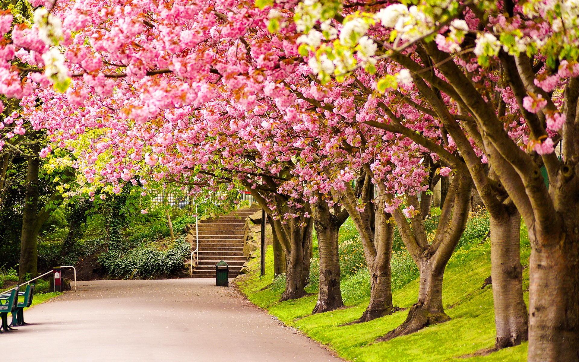 Other: Spring Park Grass Pink Walk Trees Beautiful Lovely England