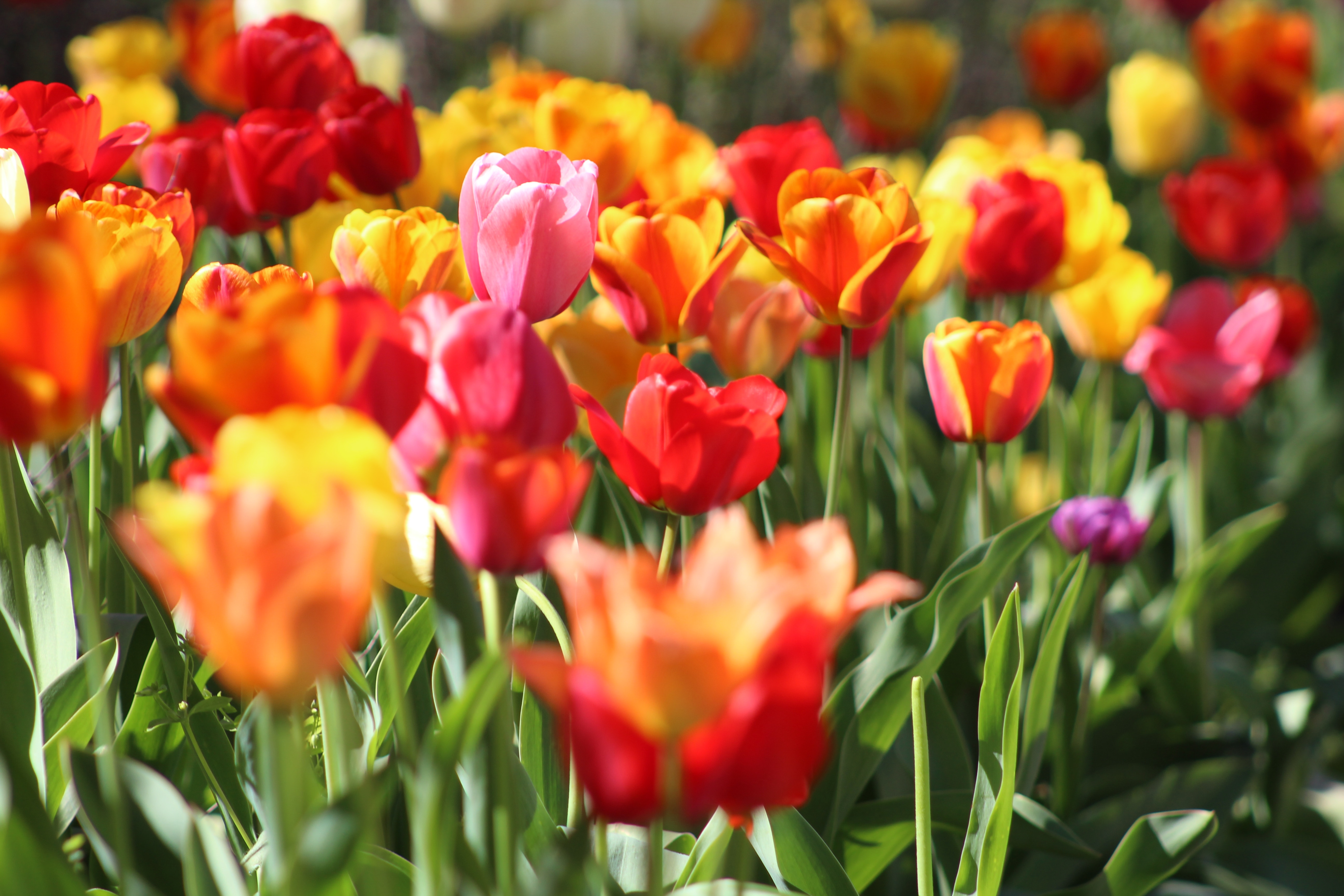 5184x3456 #color, #bloom, #garden, #red, #tulip, #field