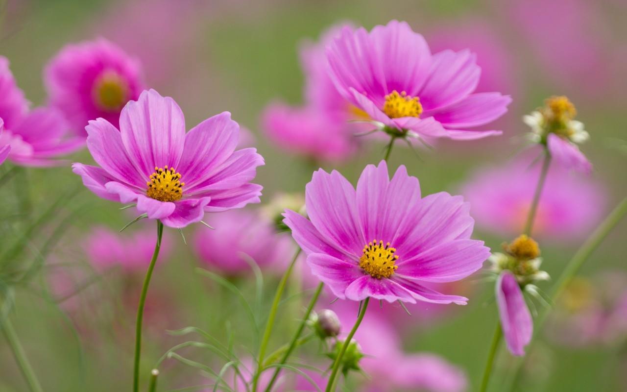 Flowers: Charming Pink Flowers Lovely Cosmos HD Wallpaper Gallery