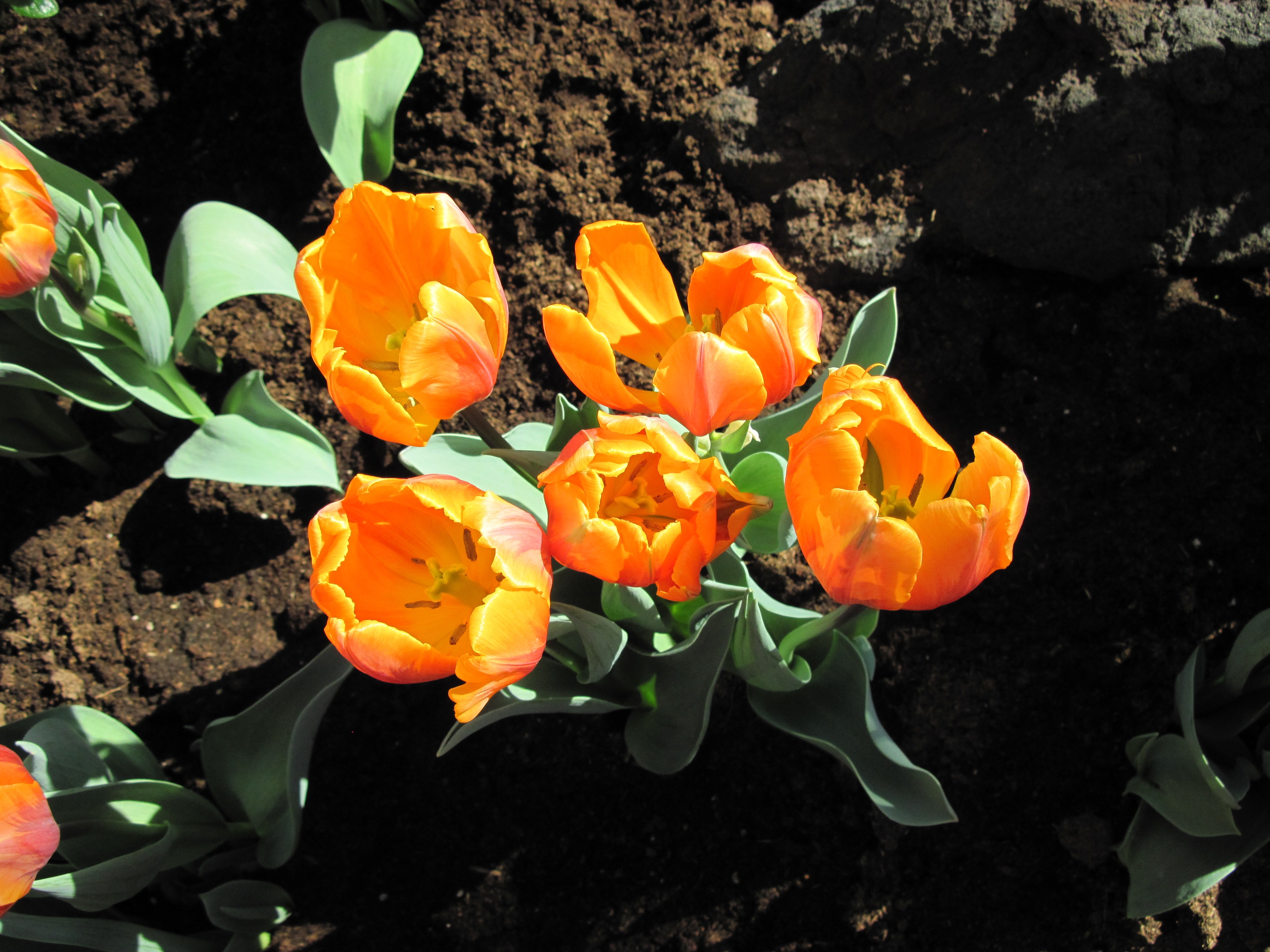 Flowers: Photography Orange Spring Garden Green Blooming Tulips