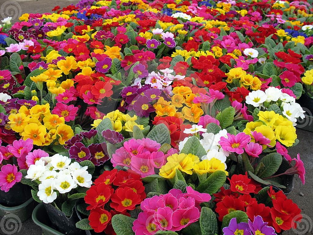 Flowers: Mass Colorful Flowers Blooming Garden Dreamstimecomp Best