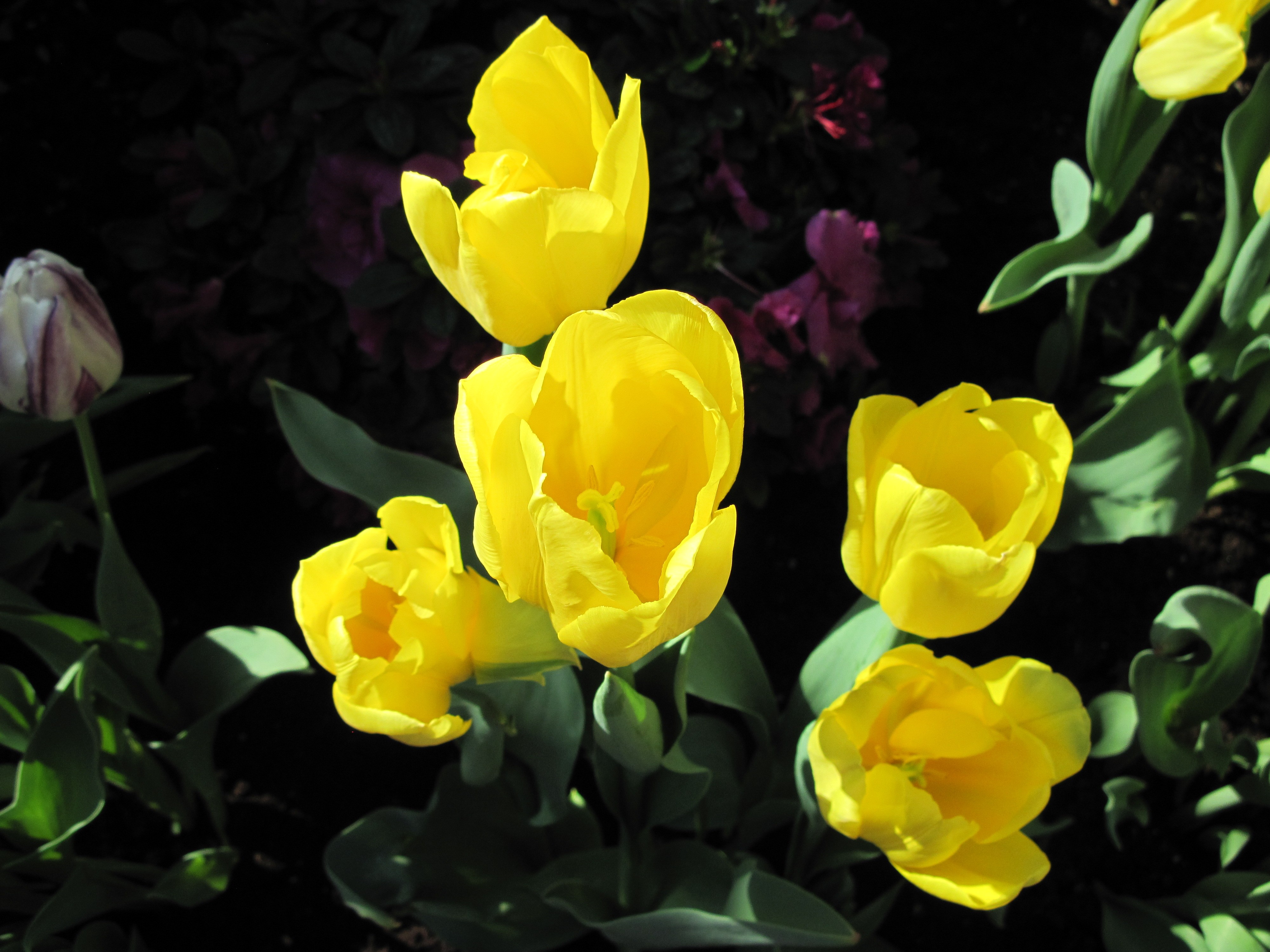Flowers: Green Yellow Garden Photography Blooming Tulips Spring