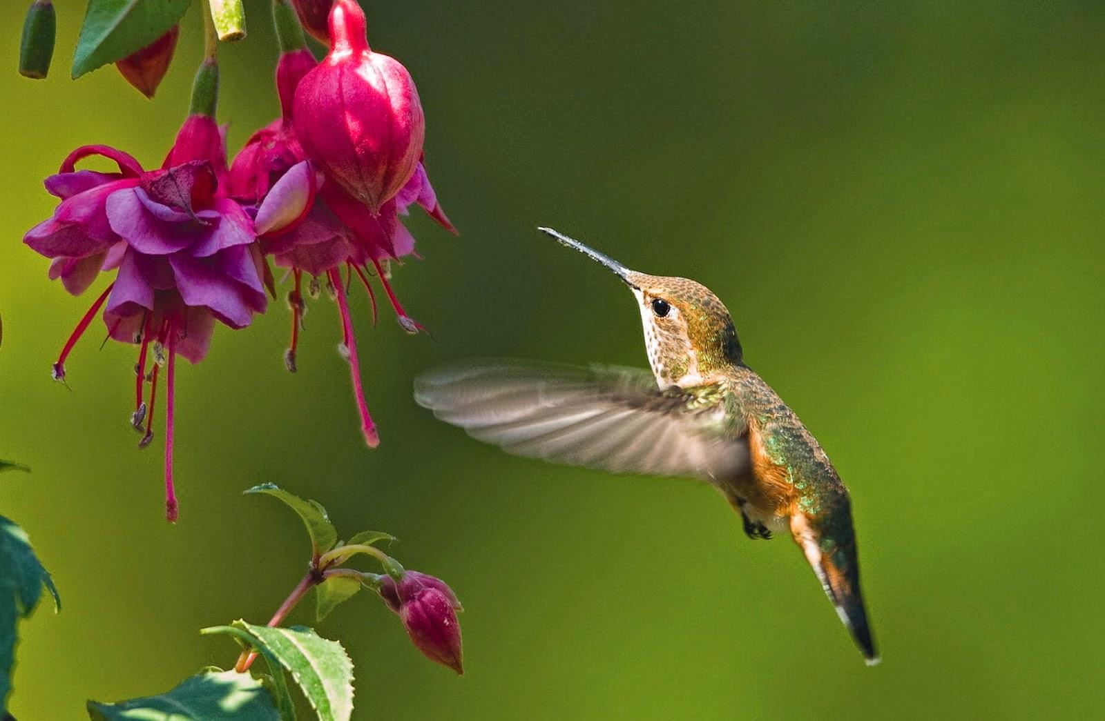 Fuchsia Plant Hummingbird HD Wallpaper, Background Image