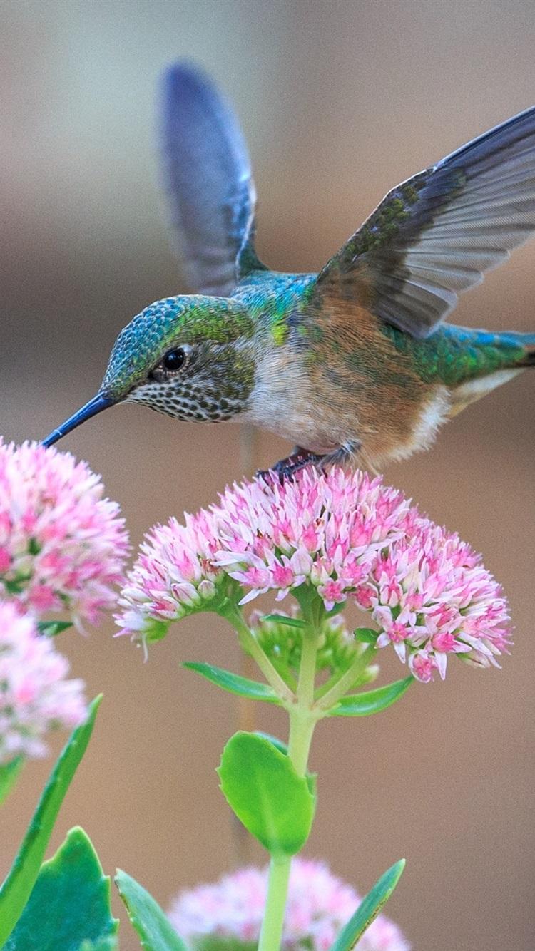 Hummingbirds And Pink Flowers 750x1334 IPhone 8 7 6 6S Wallpaper