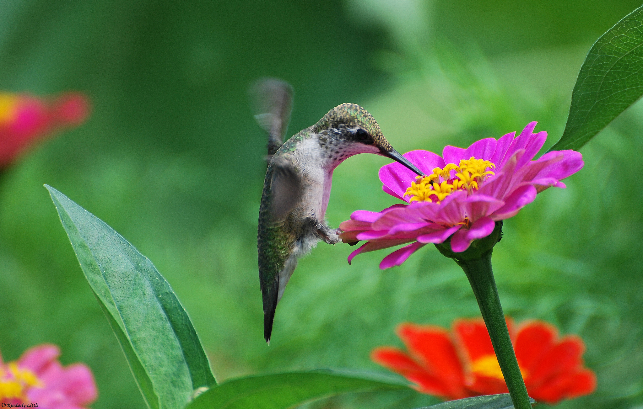 Free download Flowers birds hummingbirds tsiniya pink wallpaper