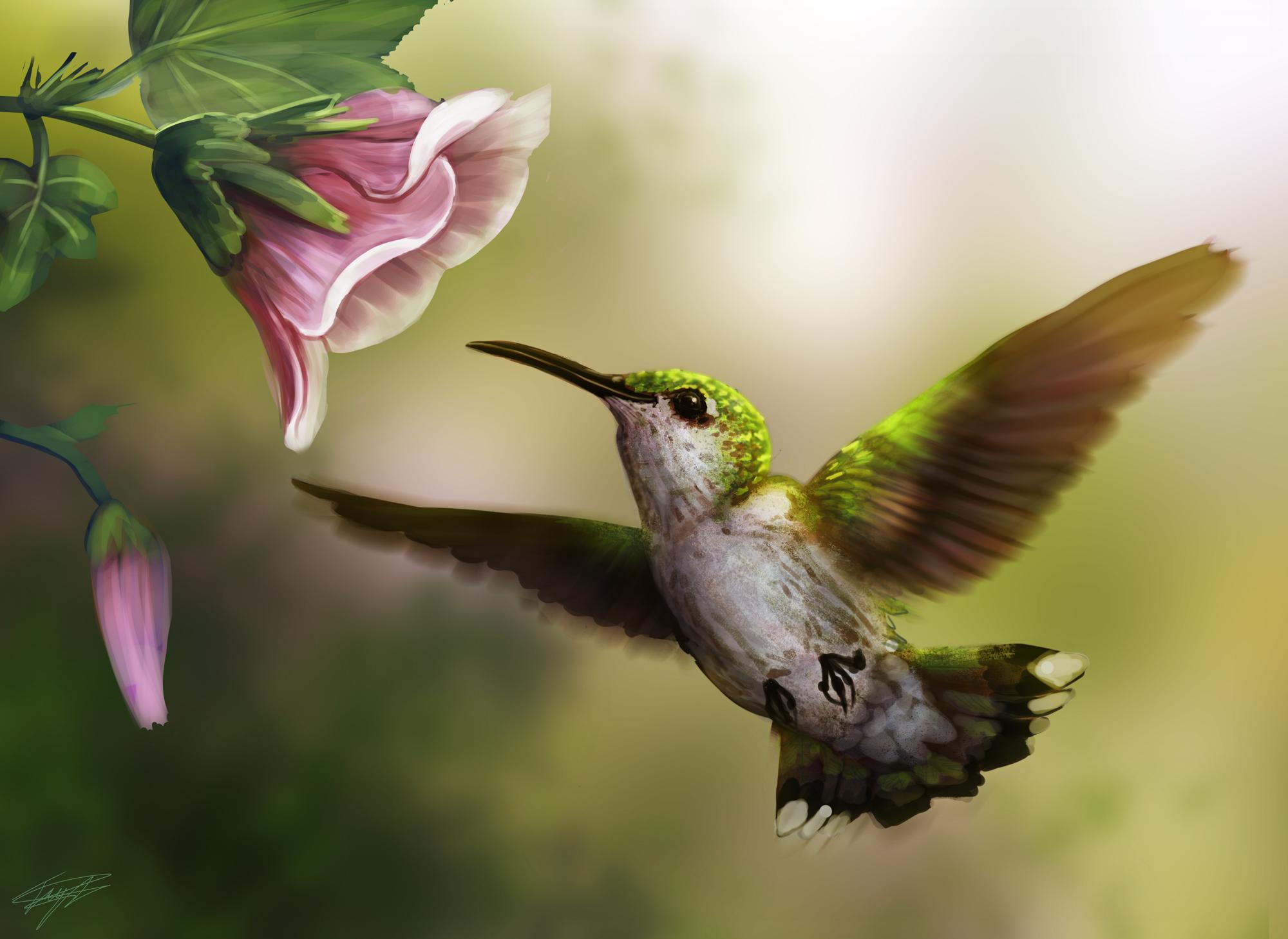 Hummingbird and Flower HD Wallpaper. Background Imagex1458